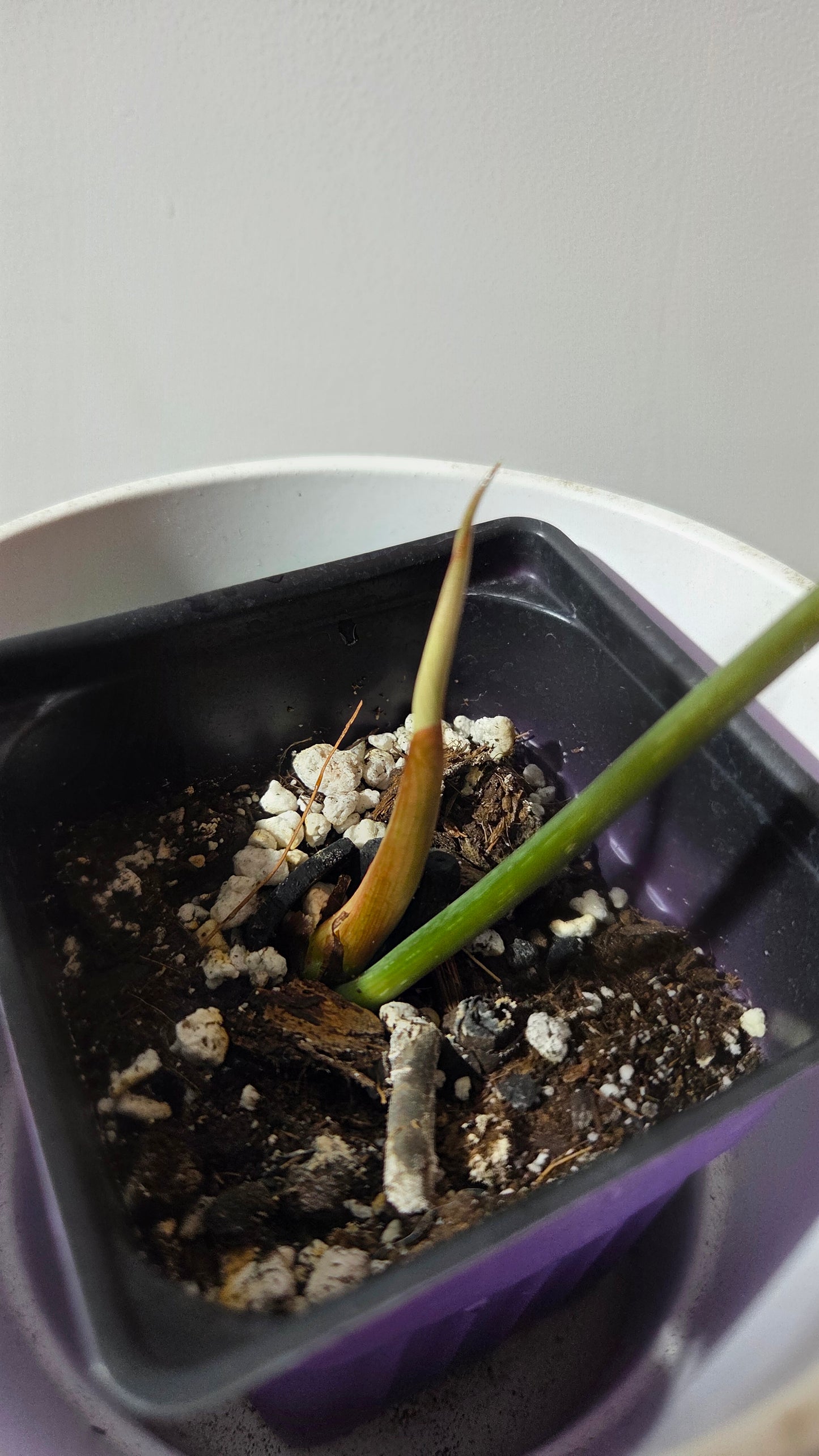 Philodendron Gloriosum (PHI-1012)