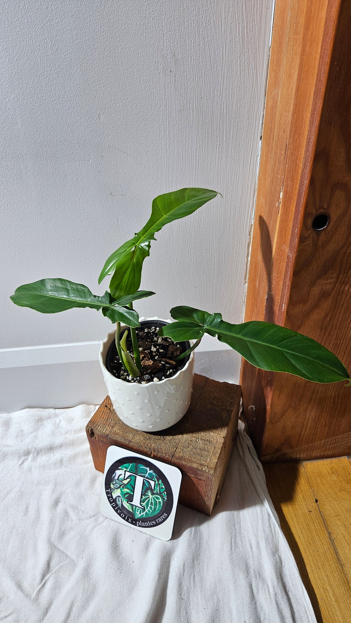 Philodendron Florida Beauty X Bob Cee REVERT(PHI-892)