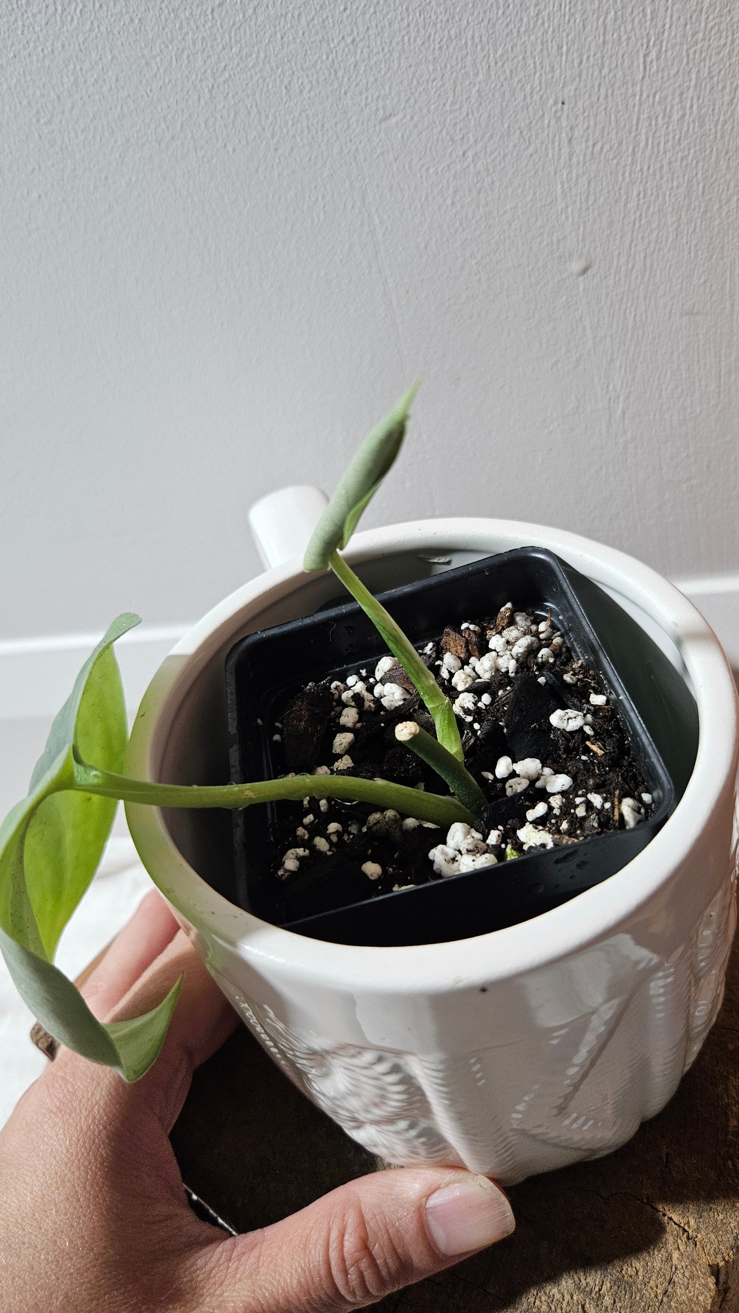 Scindapsus Platinum (SCI-1144)