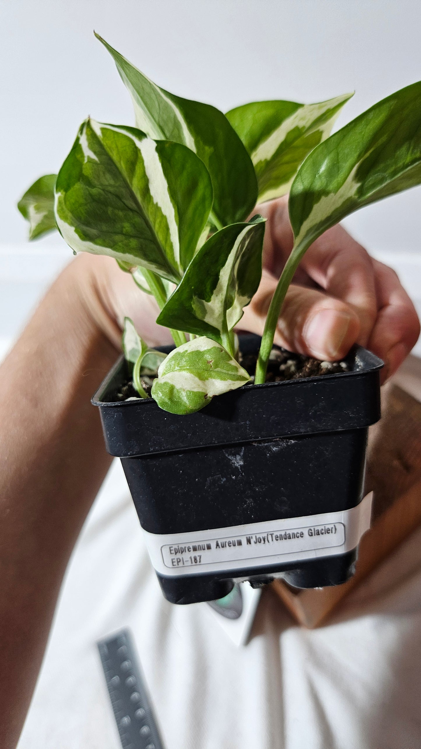 Epipremnum Aureum Glacier (EPI-187)