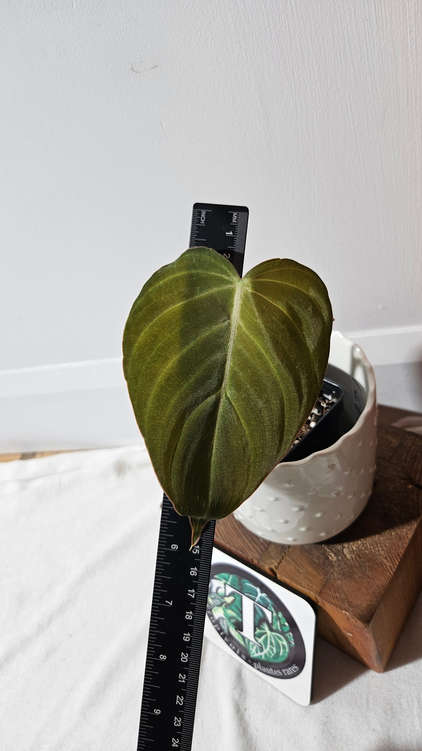 Philodendron Glorious (PHI-835)