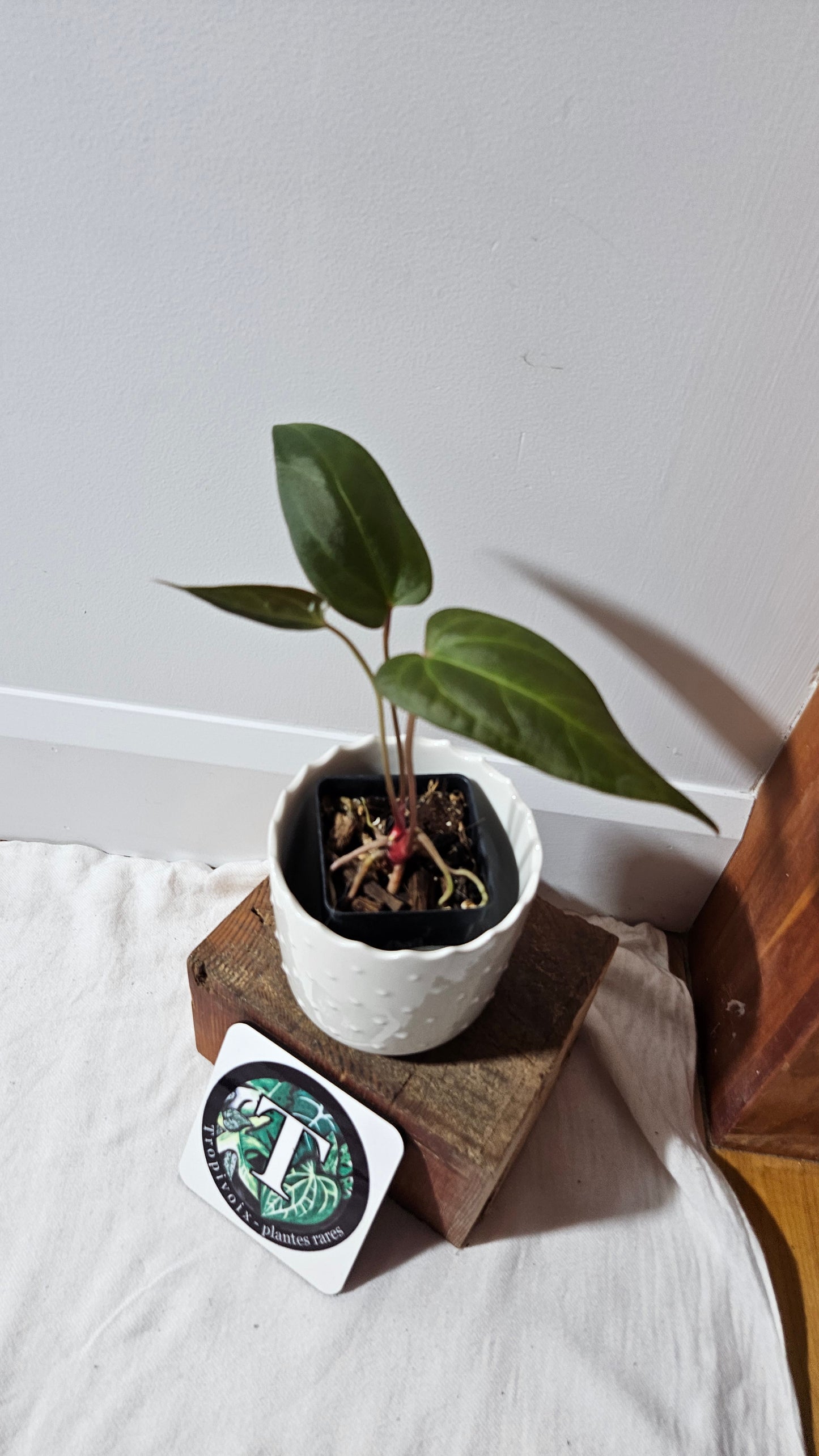 Anthurium Luxurians X Napo "format MOYEN" (ANT-249)