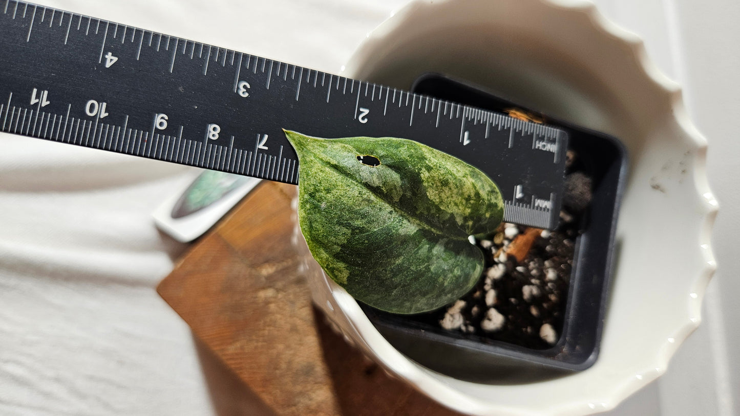 Scindapsus Silver Cloud mutation (SCI-999)