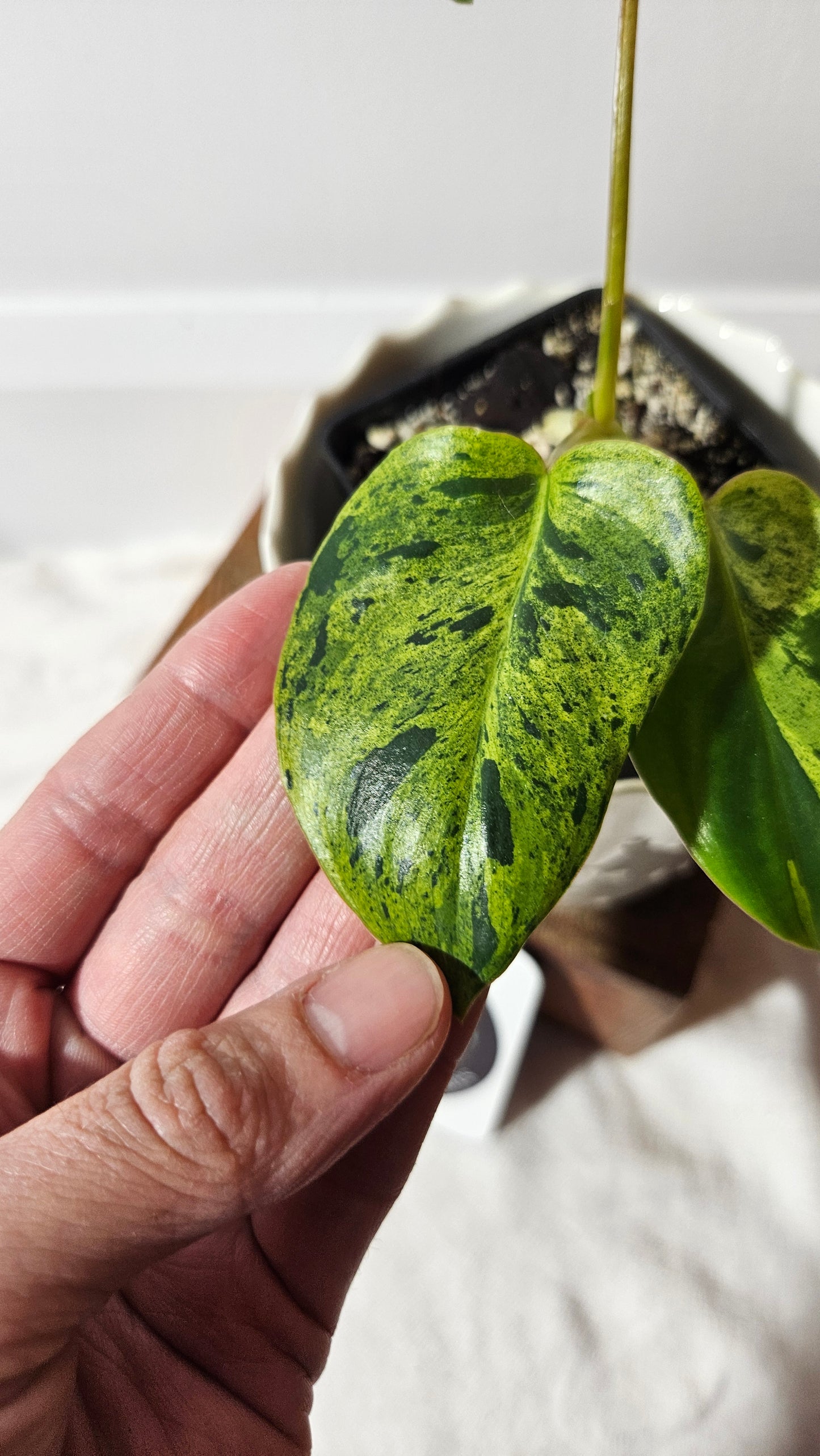 Philodendron BurleMarx Variegata X Paraiso Verde (PHI-740)