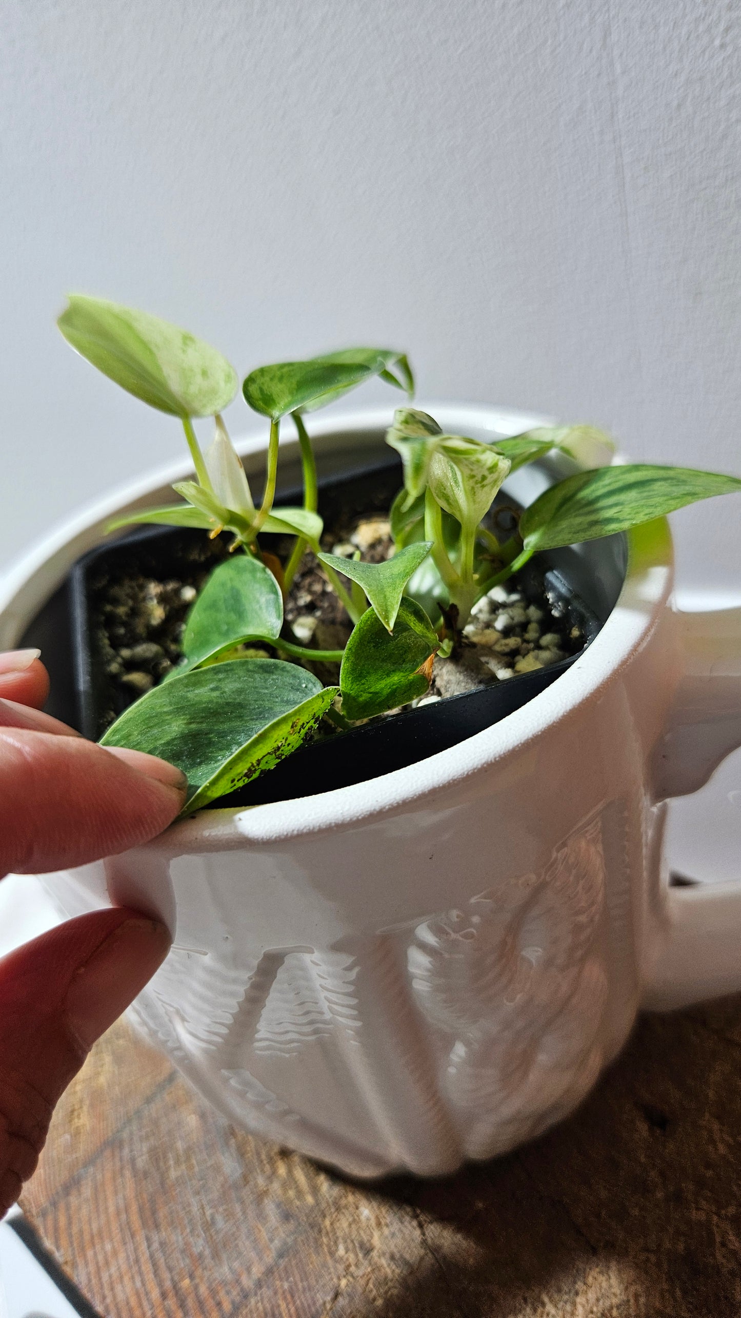 Philodendron Hederaceum Variegata (PHI-907)