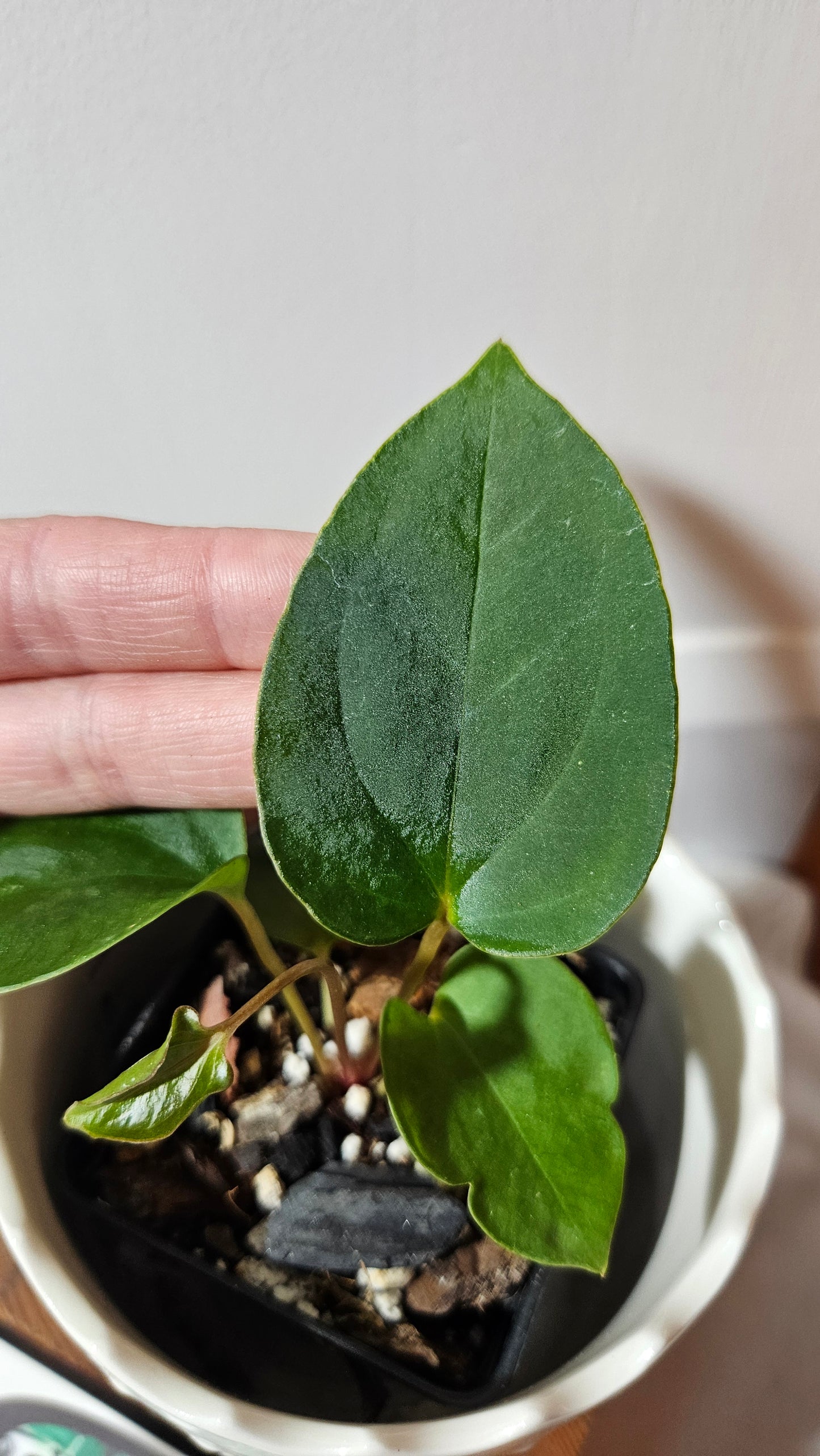 Anthurium Papillilaminum X Warocqueanum "format PETIT" (ANT-429)