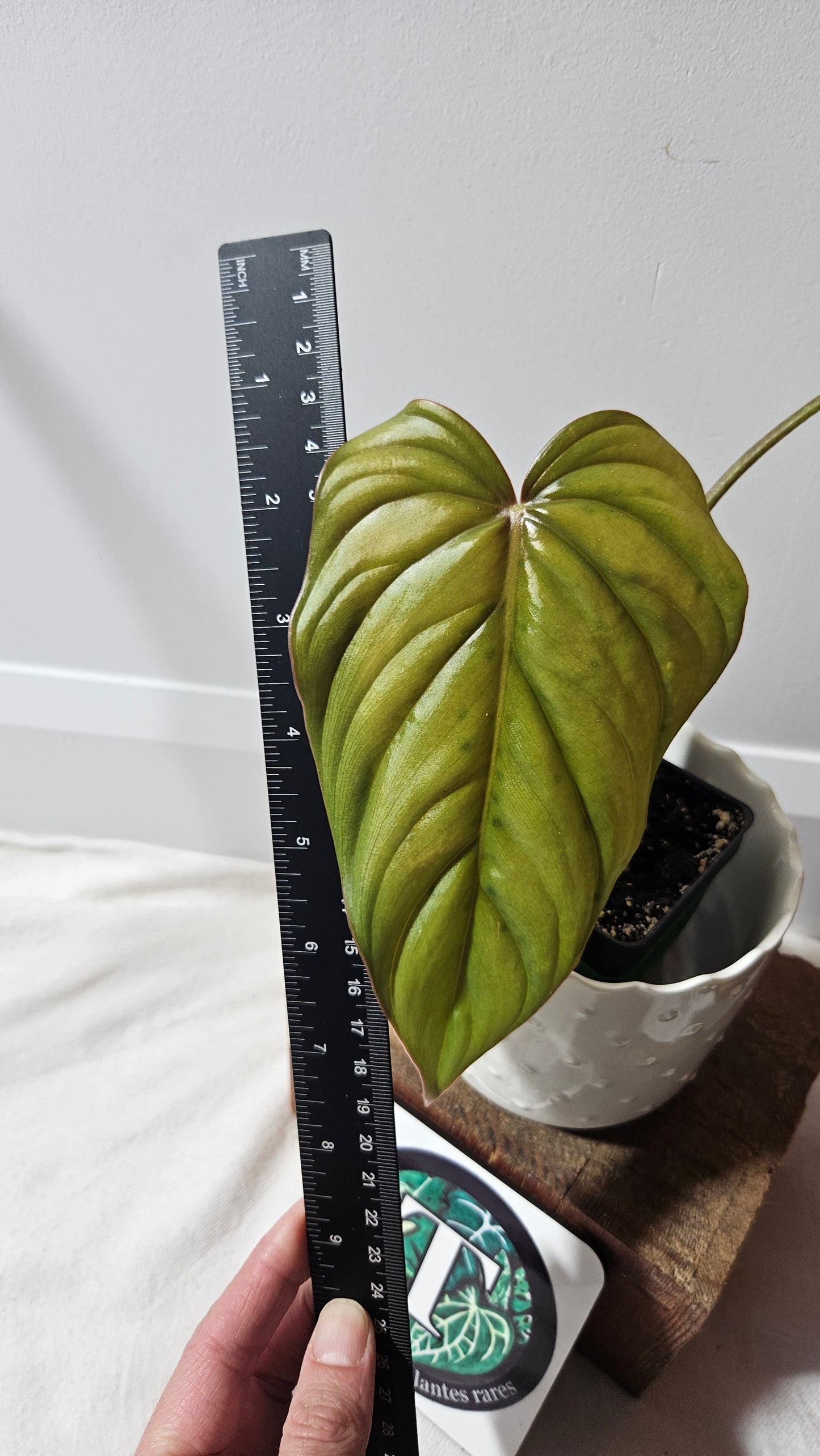 Philodendron Aff Colombia (PHI-720)
