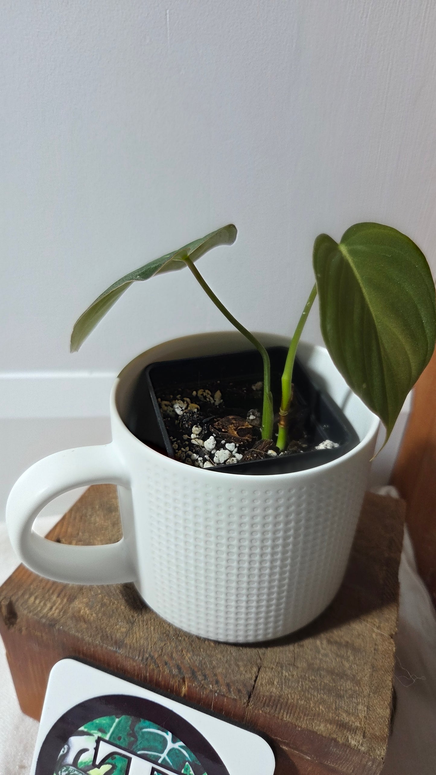 Philodendron Glorious (PHI-995)