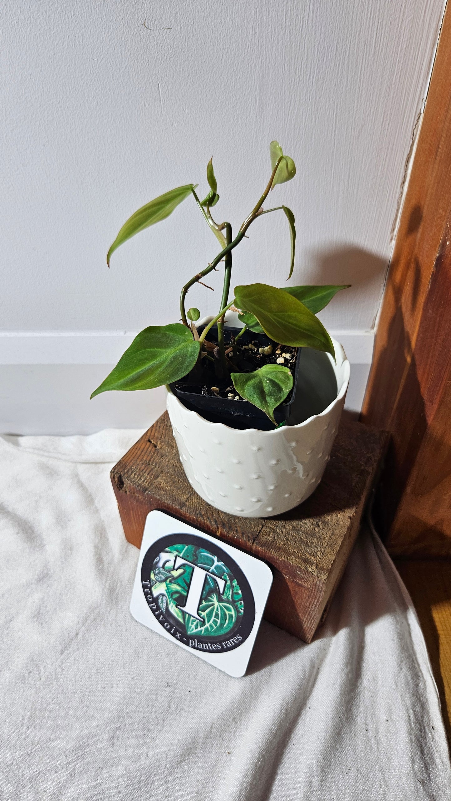 Philodendron Camposportoanum (PHI-780)