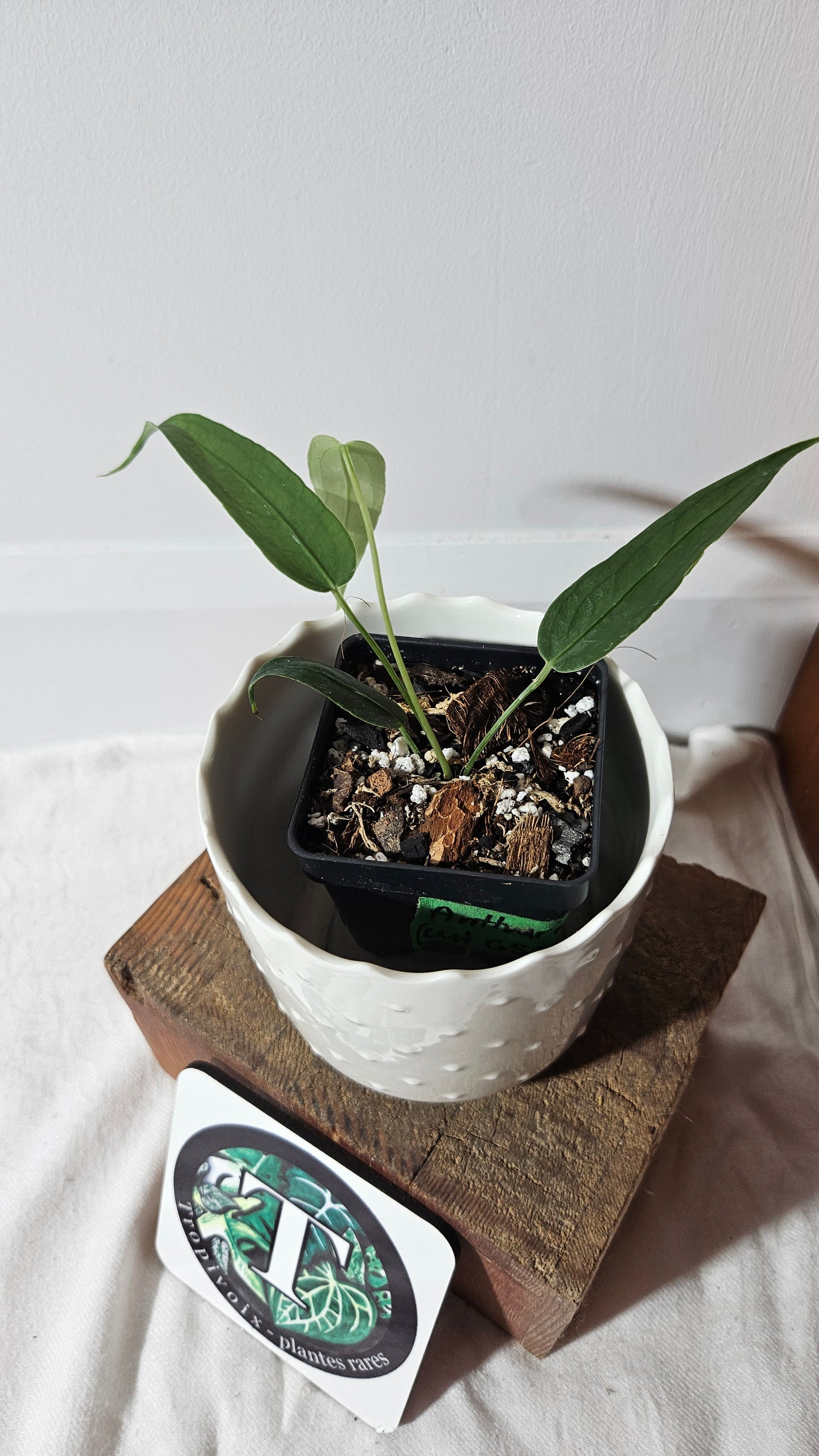 Anthurium Ecuadorense "format PETIT" (ANT-413)