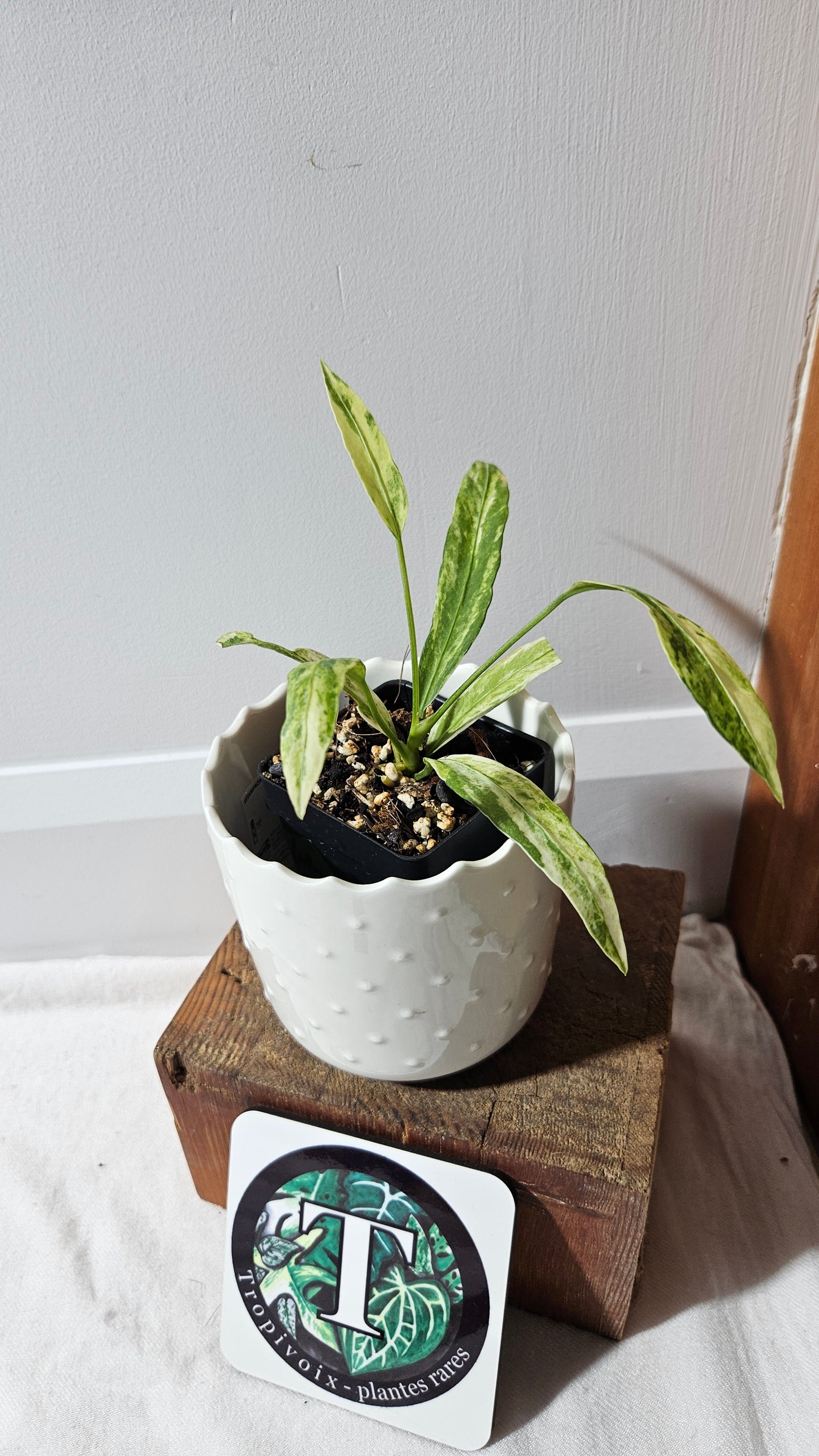 Anthurium Vittarifolium Variegata "format PETIT" (ANT-556)