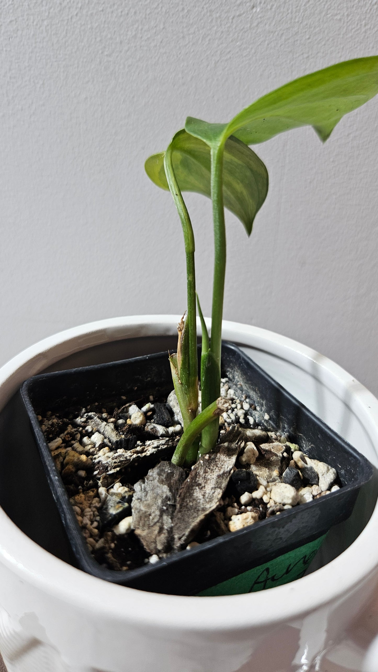 Scindapsus Blue Aurea (SCI-458)