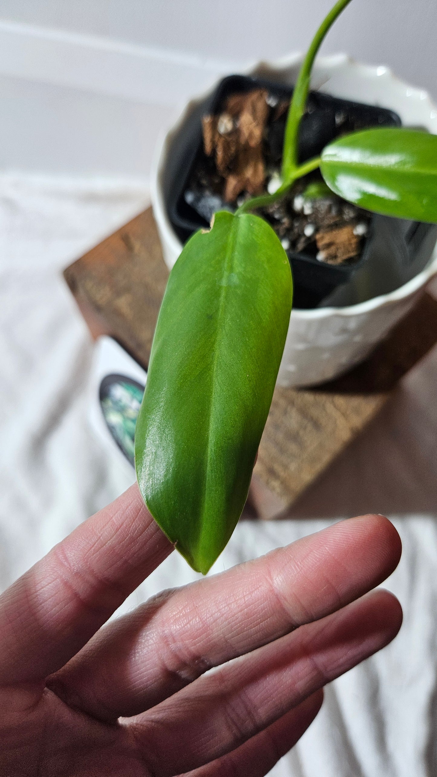 Philodendron Avocado Shake (PHI-773)