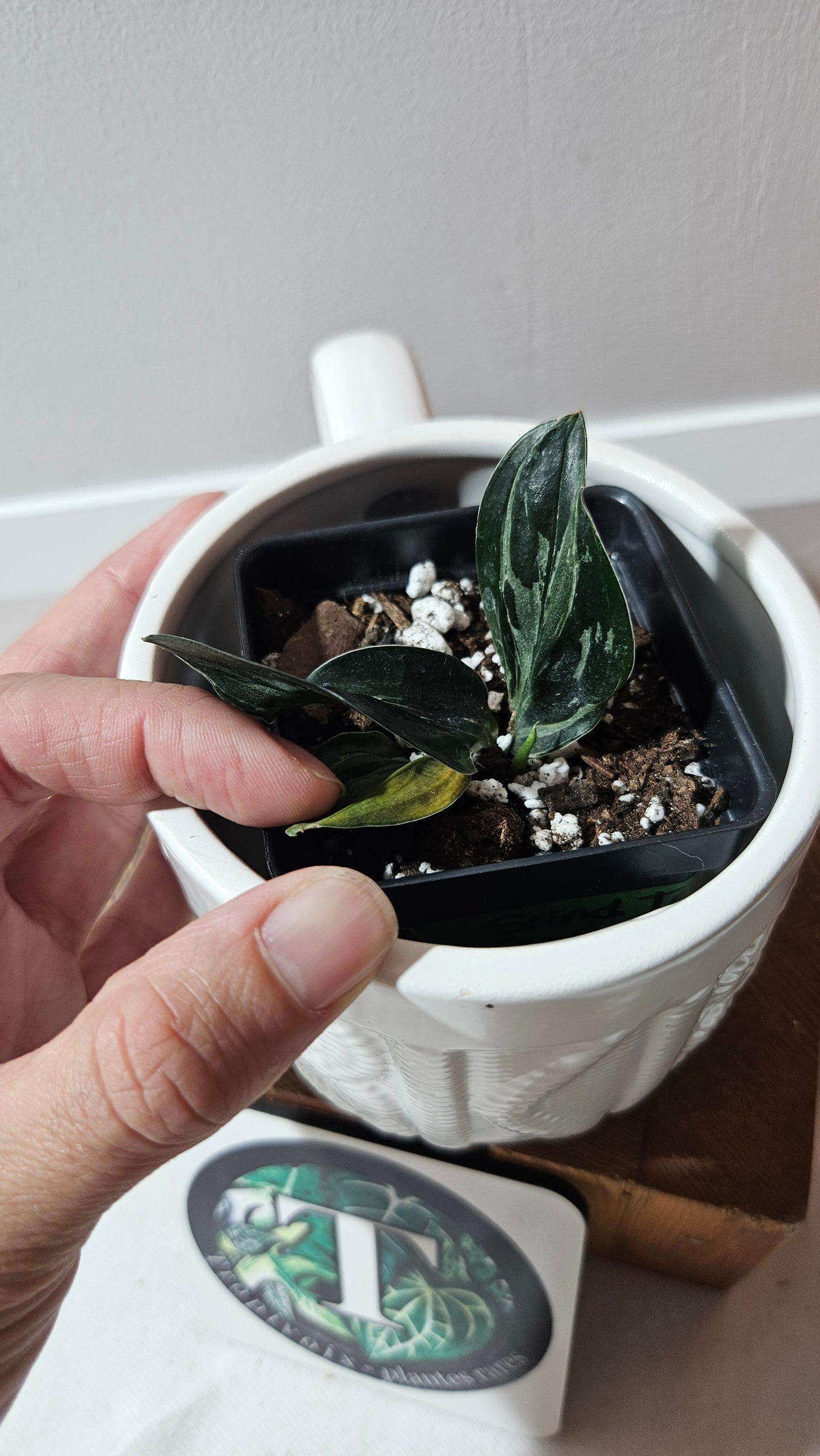 Scindapsus Treubii Dark Form silver (SCI-1196)