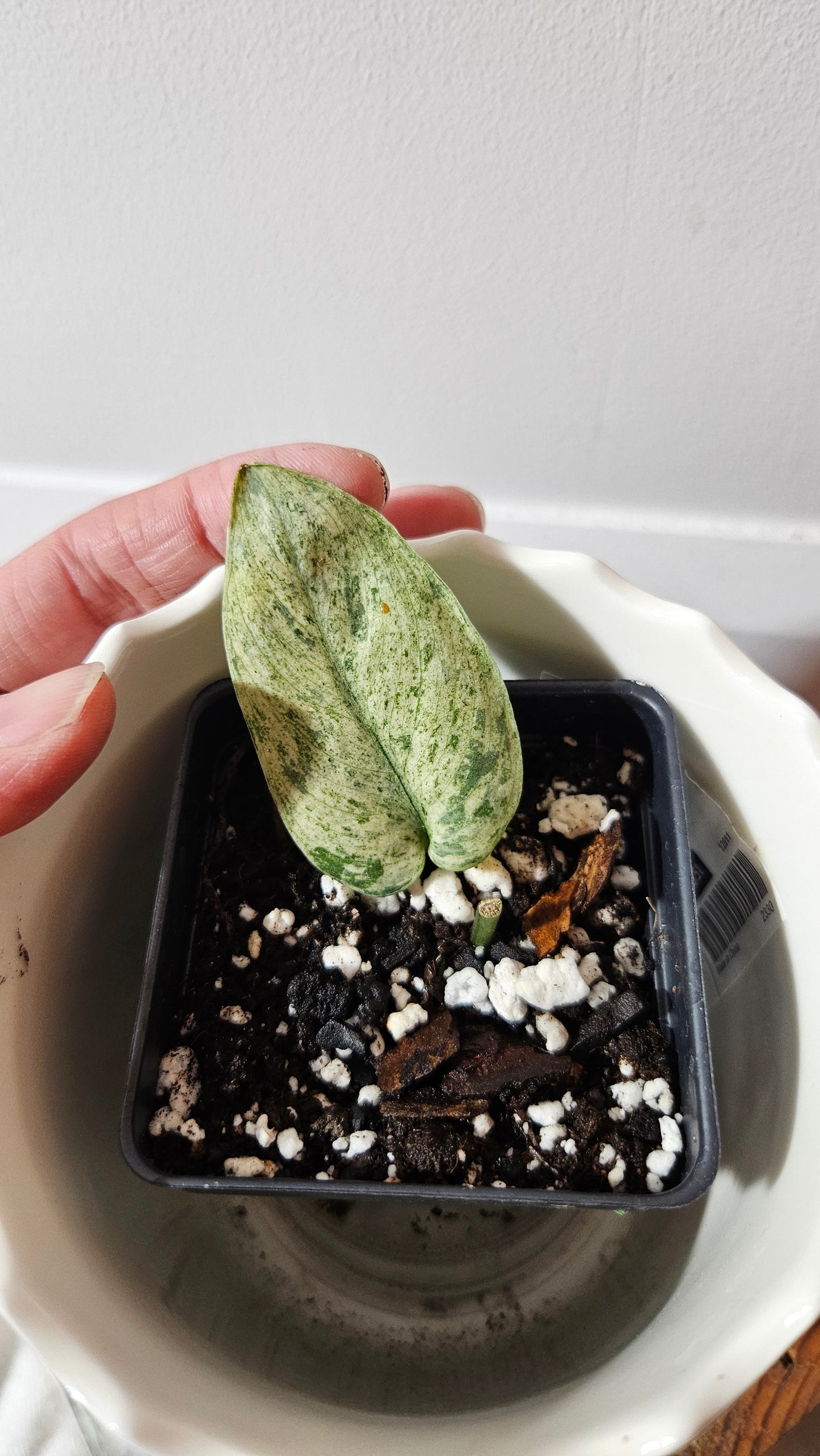 Scindapsus Silver Cloud mutation (SCI-1001)