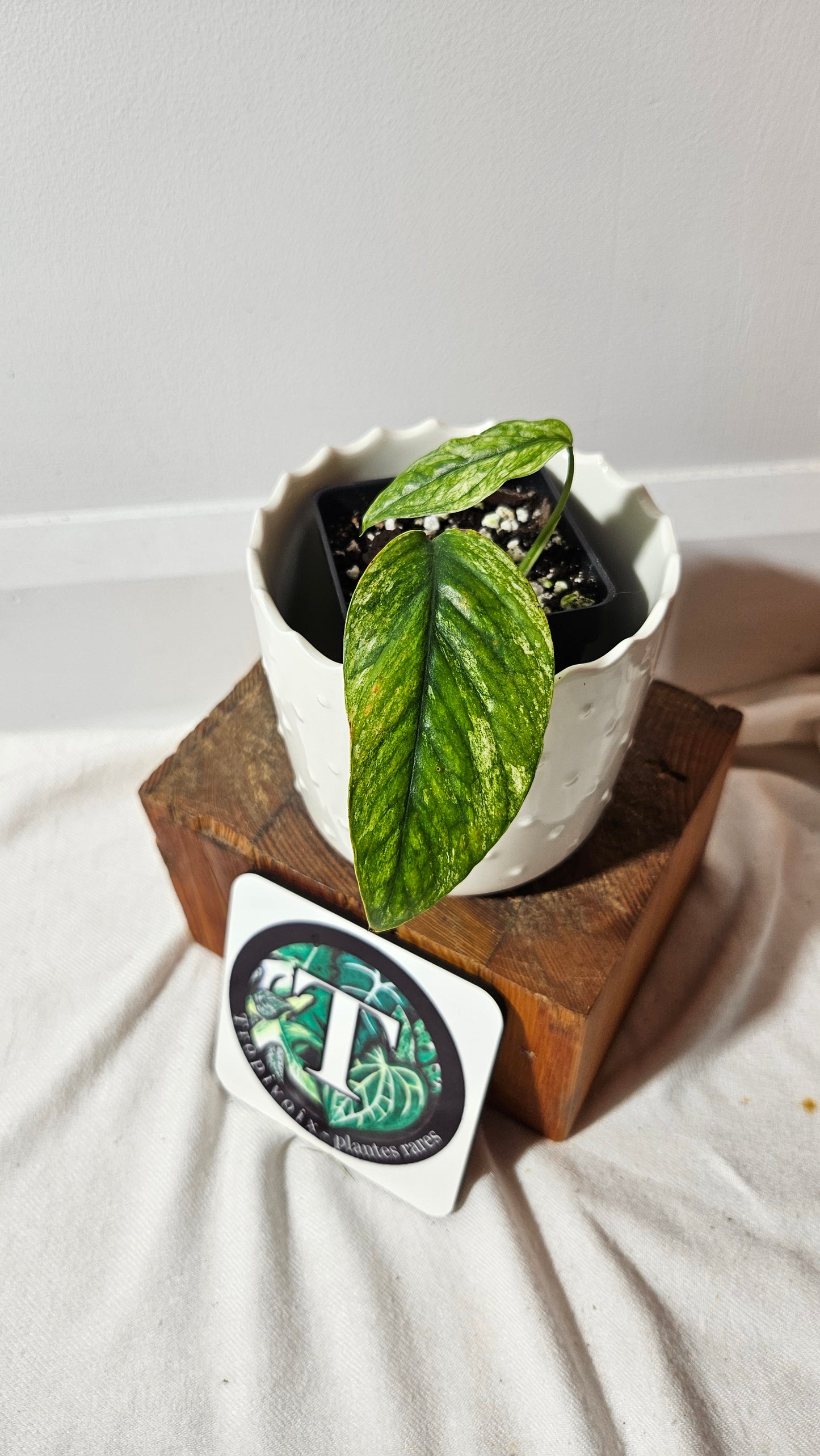 Epipremnum SP Bali Hanoman Variegata (EPI-221)