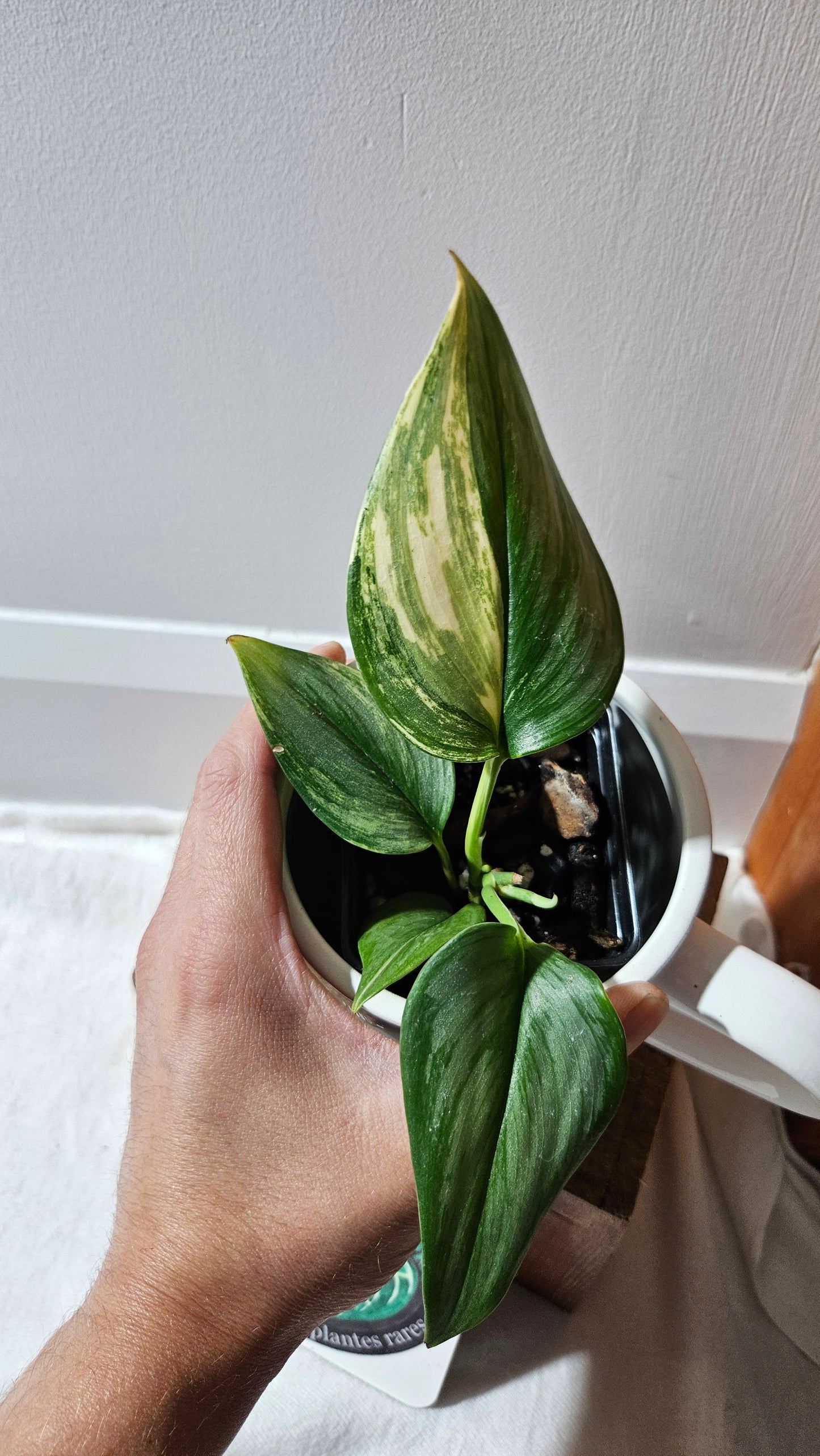 Scindapsus Rubicon (SCI-1110)