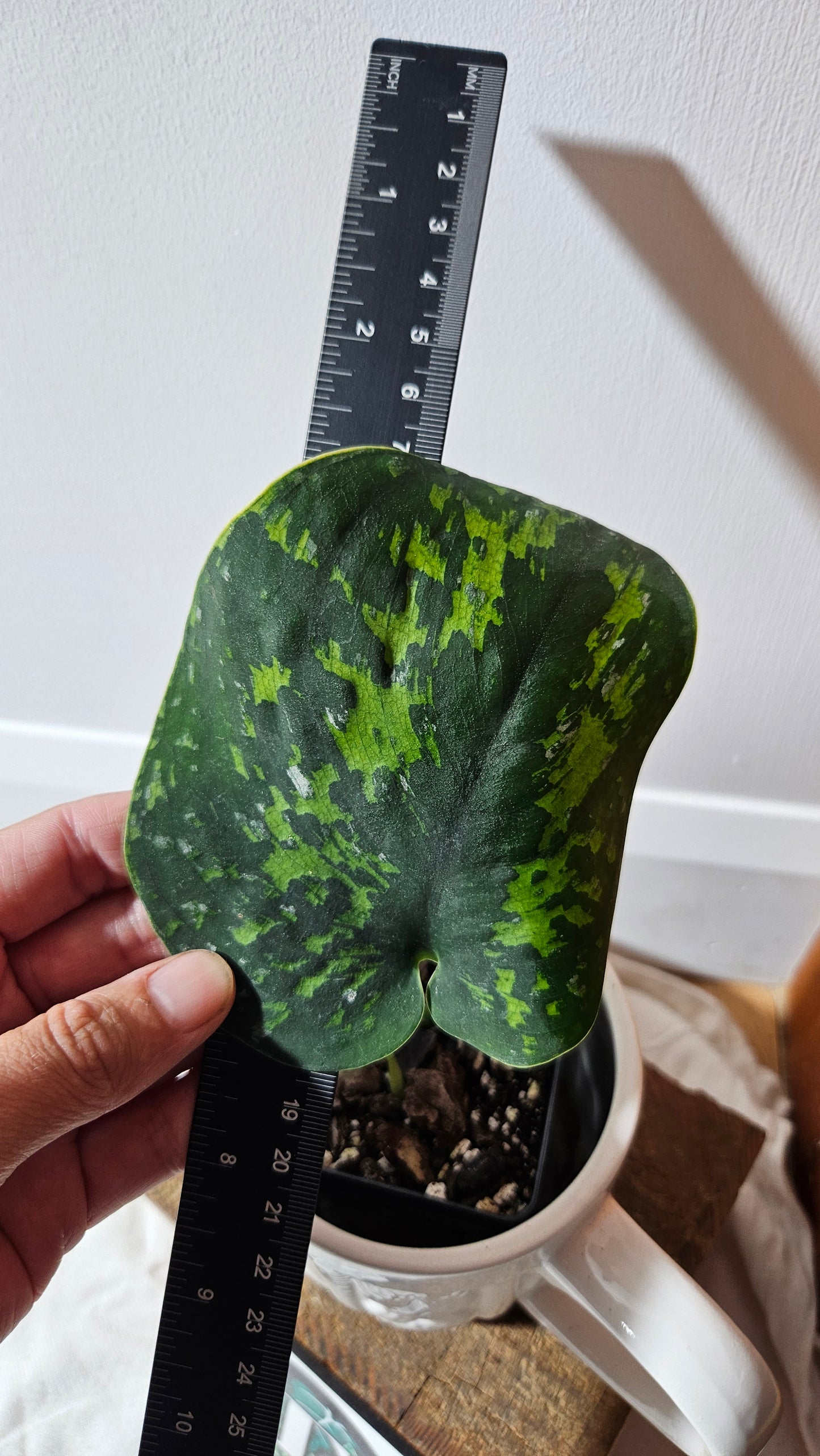 Scindapsus Macan (SCI-1283)