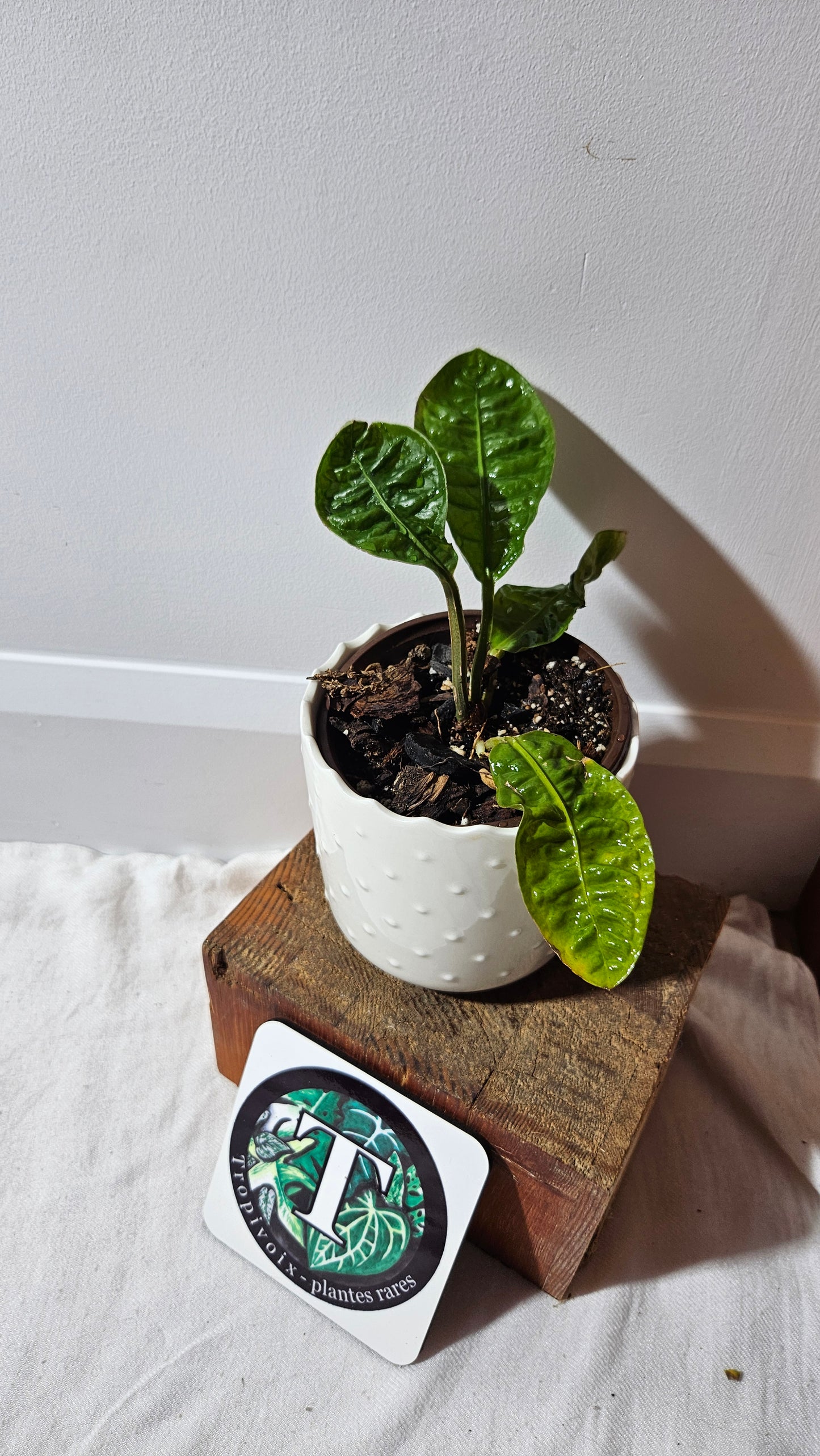Anthurium Reflexinervium "format PETIT"(ANT-487)