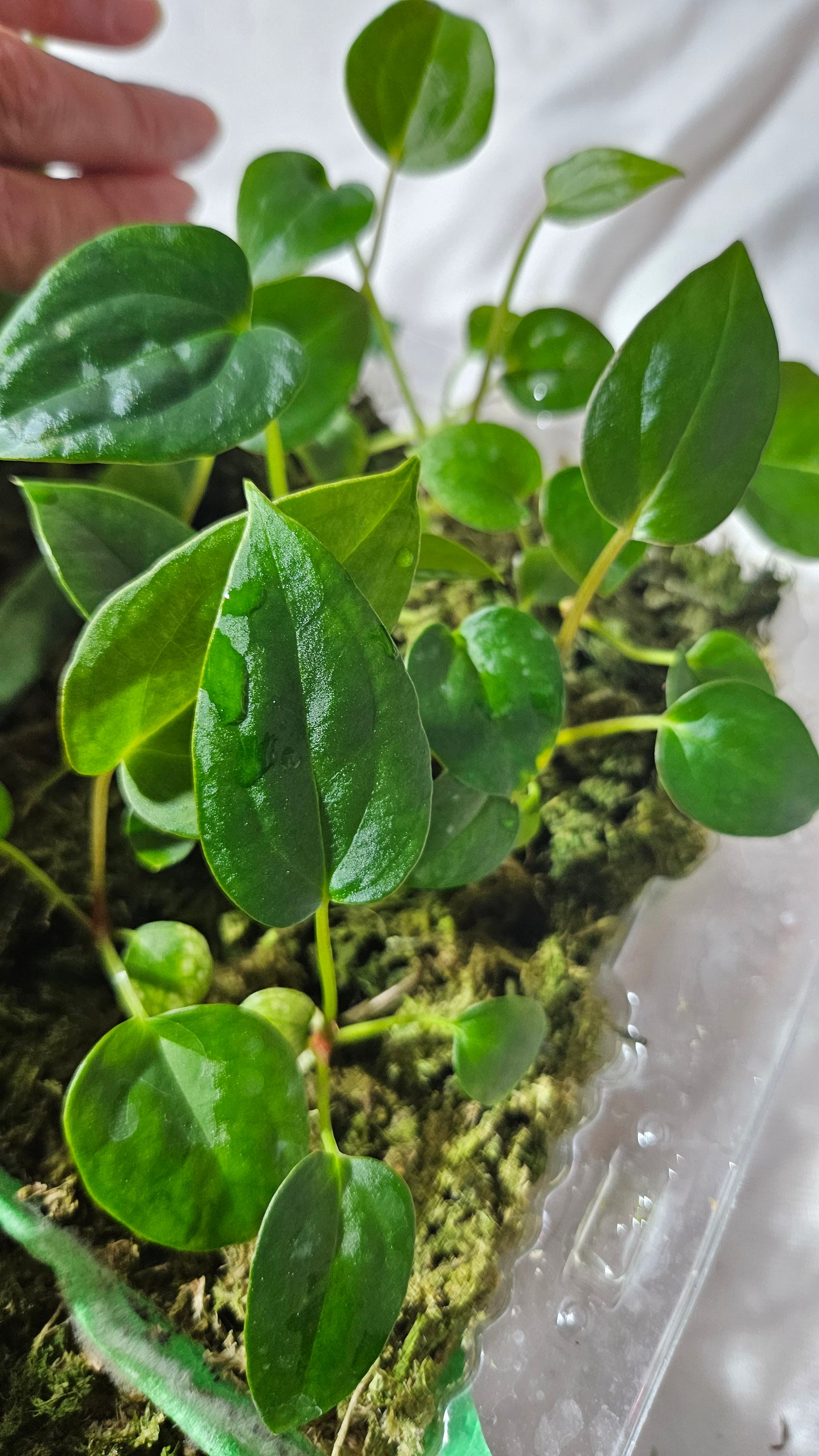 Anthurium Papillilaminum X Chamberlaini "format SEEDLING"