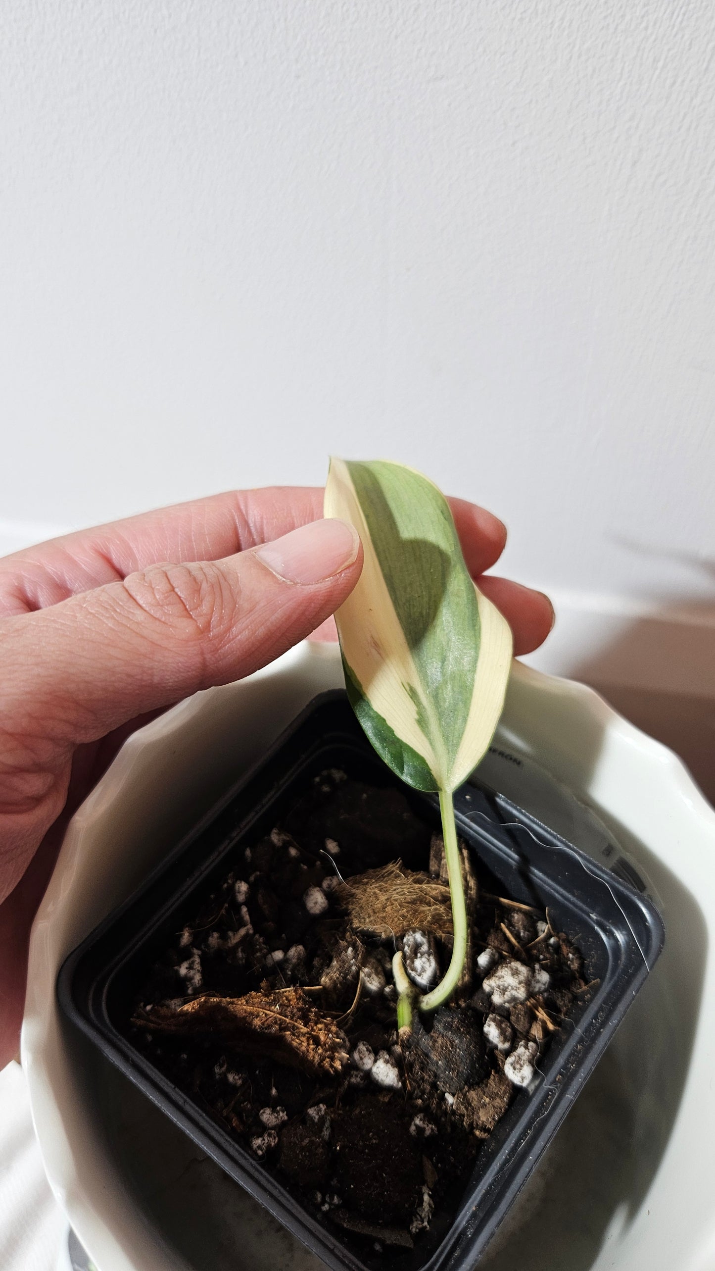 Philodendron Hederaceum Rio (PHI-819)