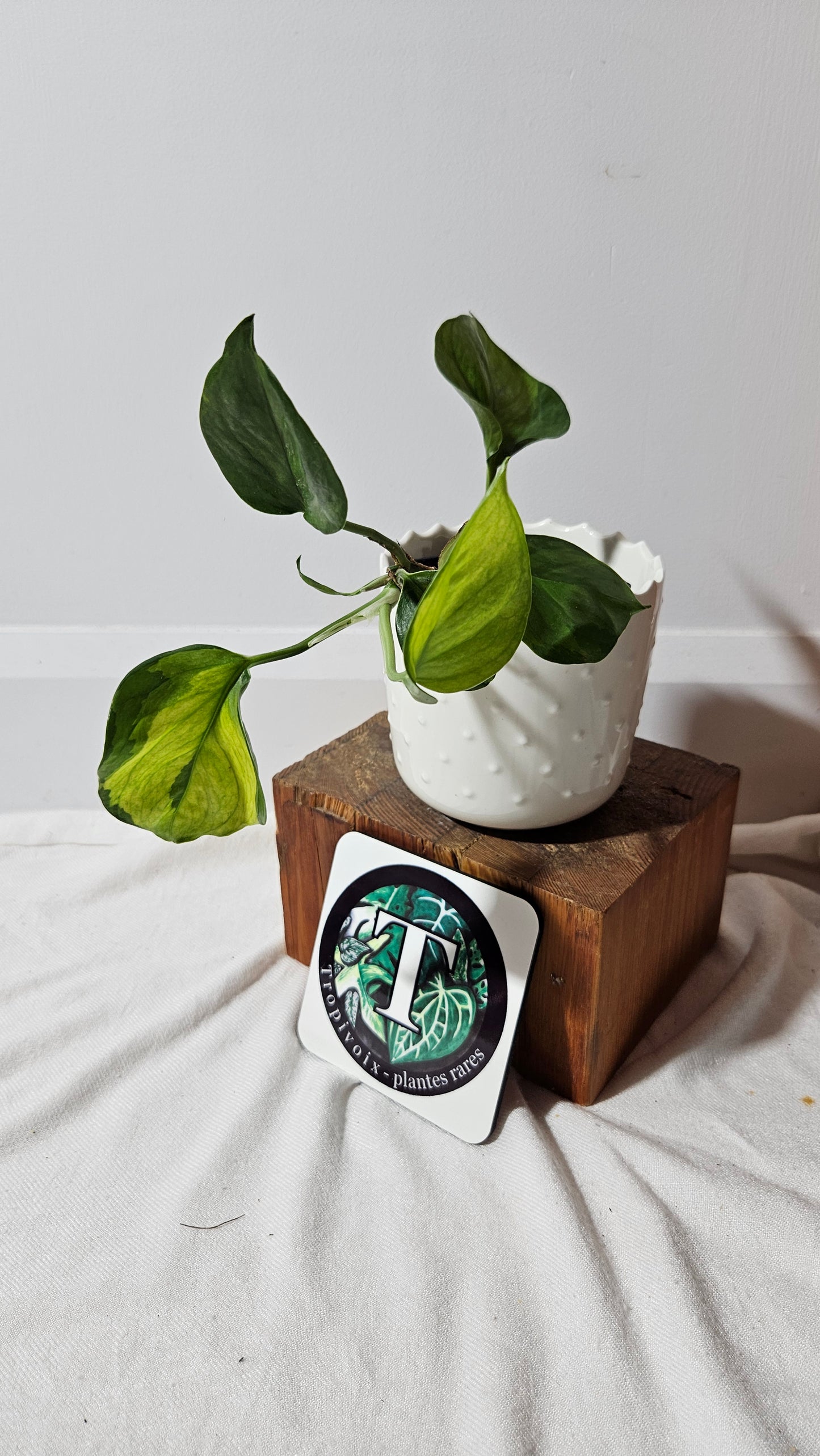 Epipremnum Aureum Manjula yellow/Olivia/Mint (EPI-146)
