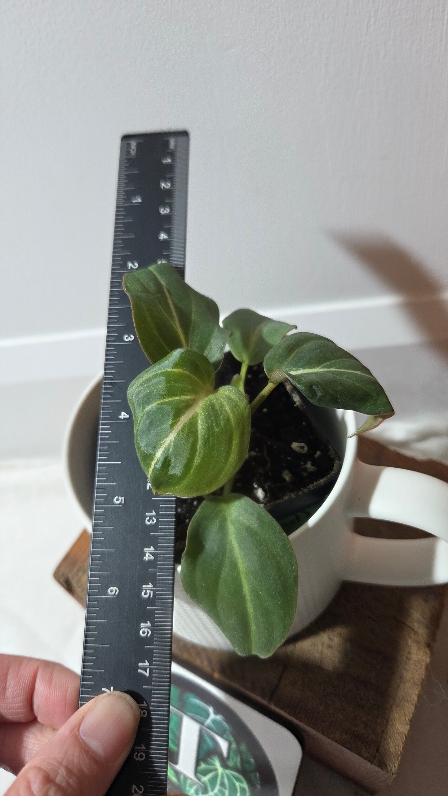 Philodendron Gloriosum Silver (PHI-317)