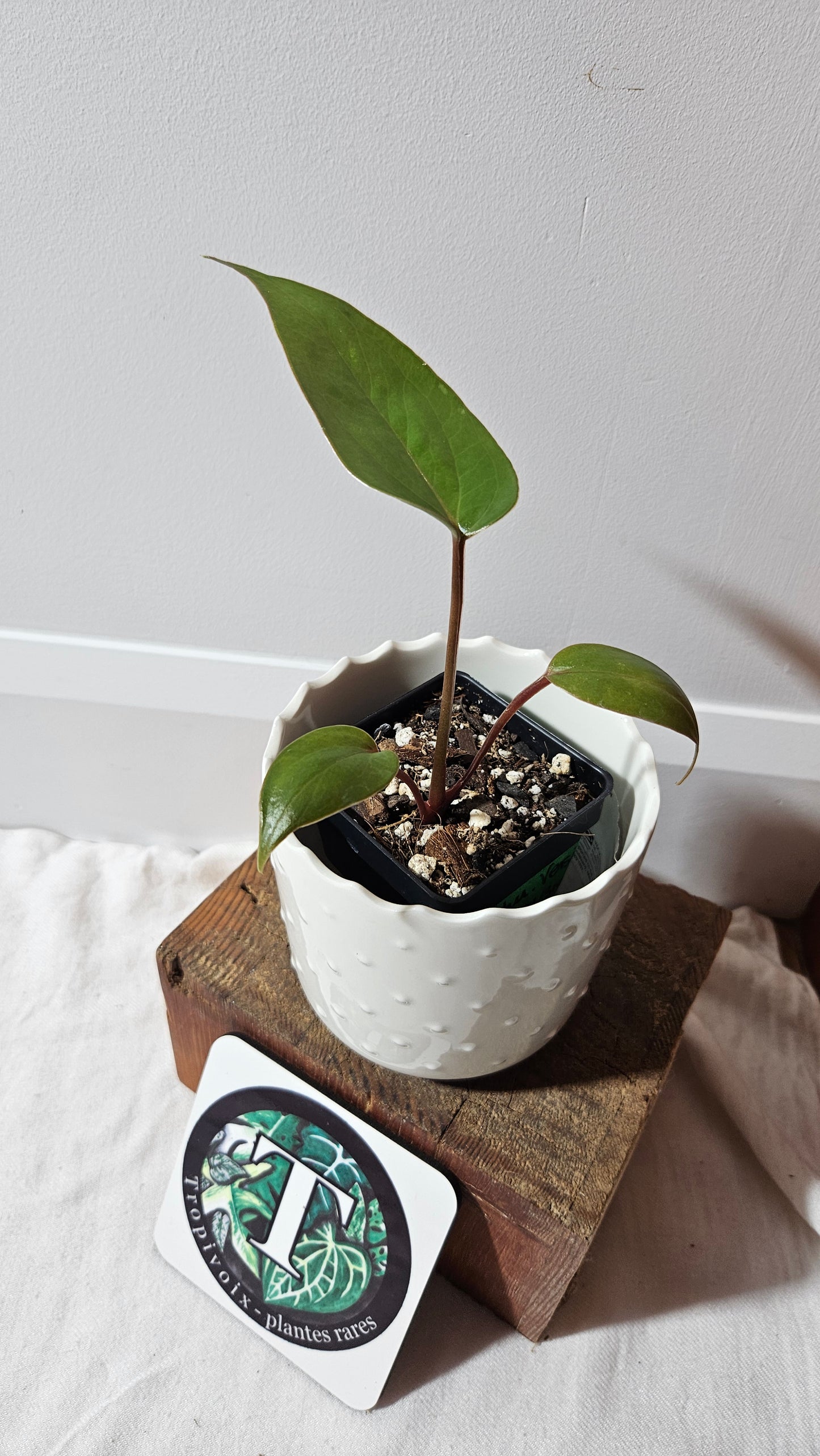 Anthurium Versicolor Aff Napo "format PETIT" (ANT-151)