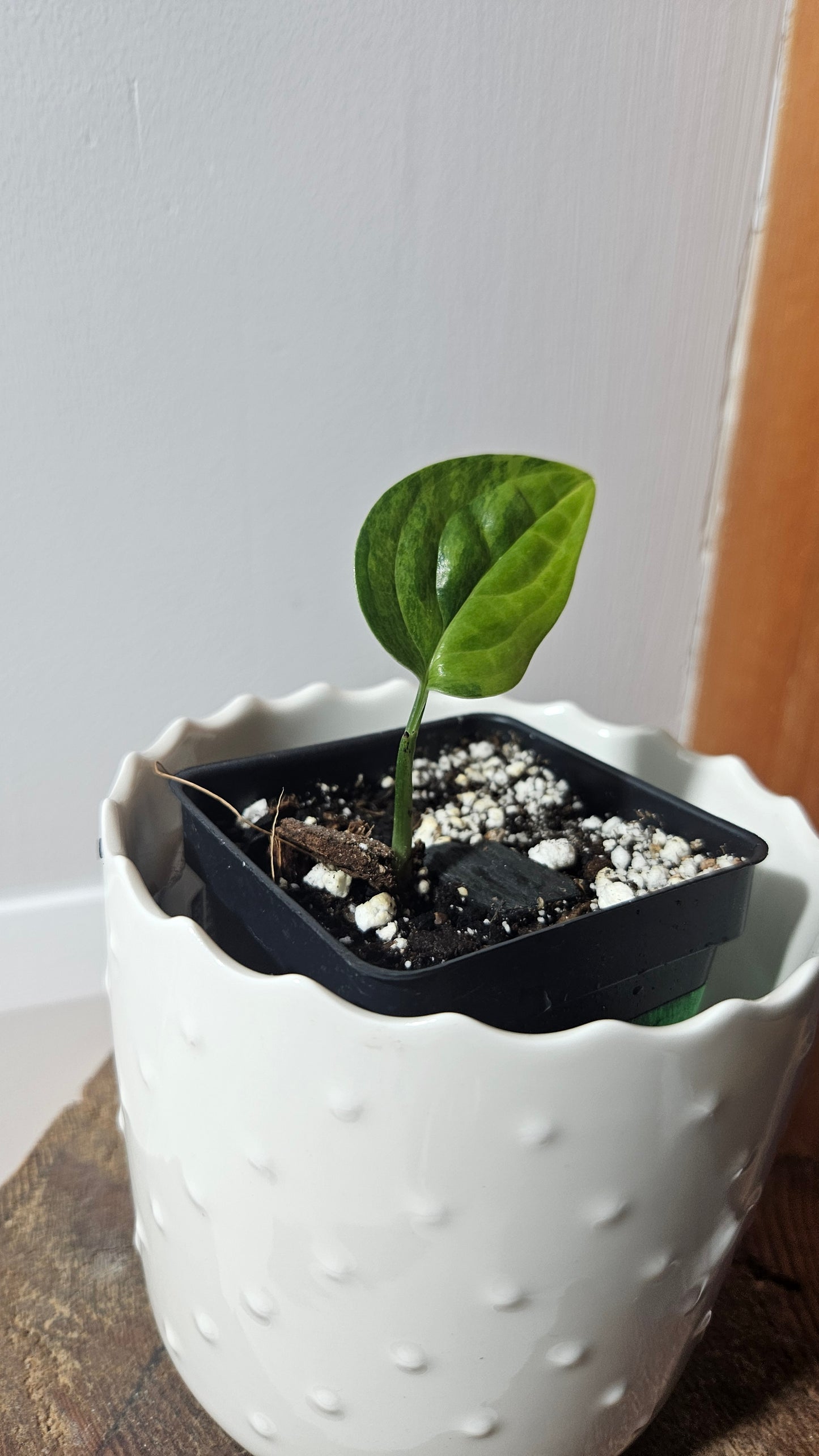 Monstera Karstenianum/Peru Variegata (MON-383)