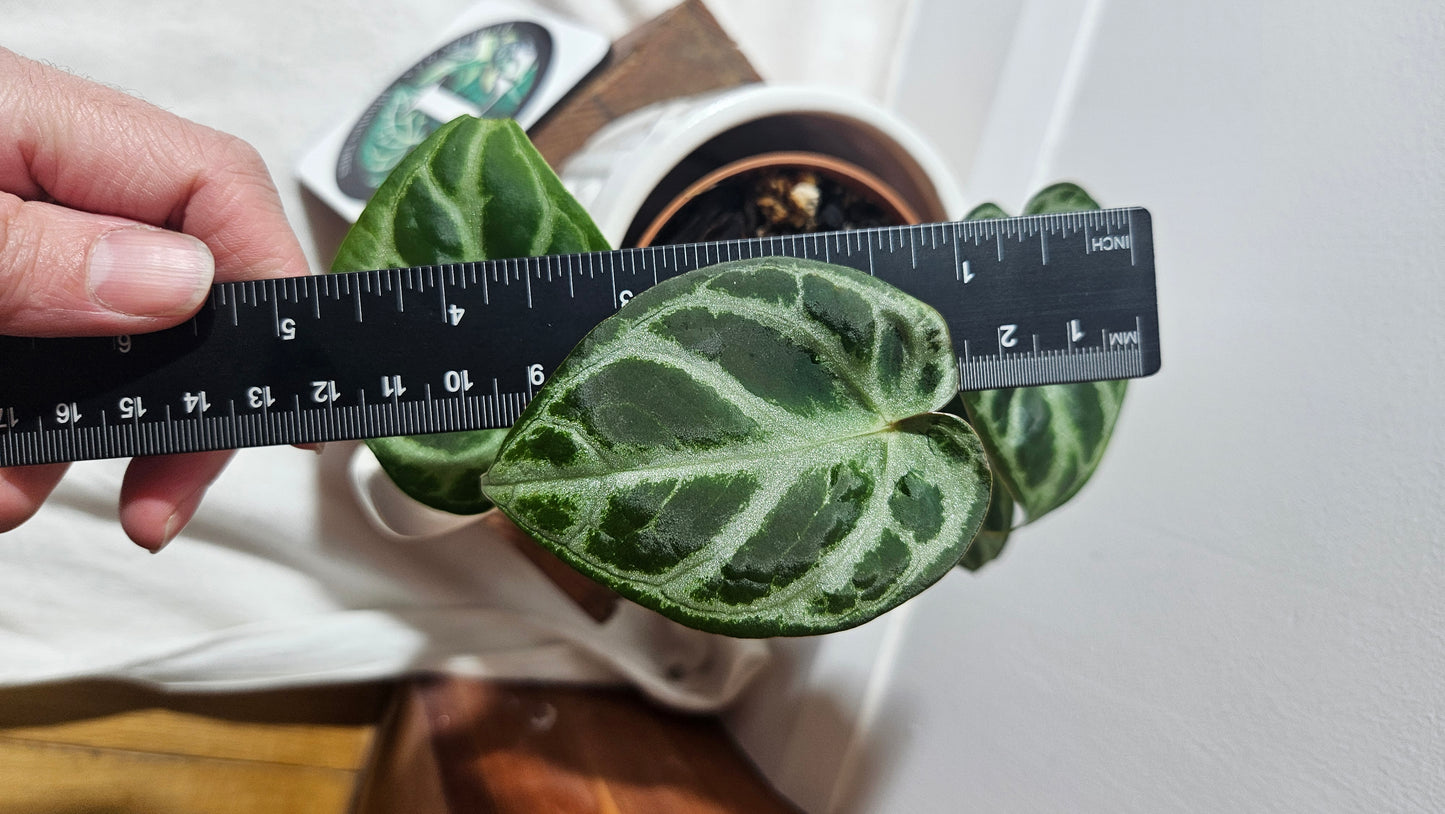 Anthurium Crystallinum Silver "SMALL format" (ANT-300)