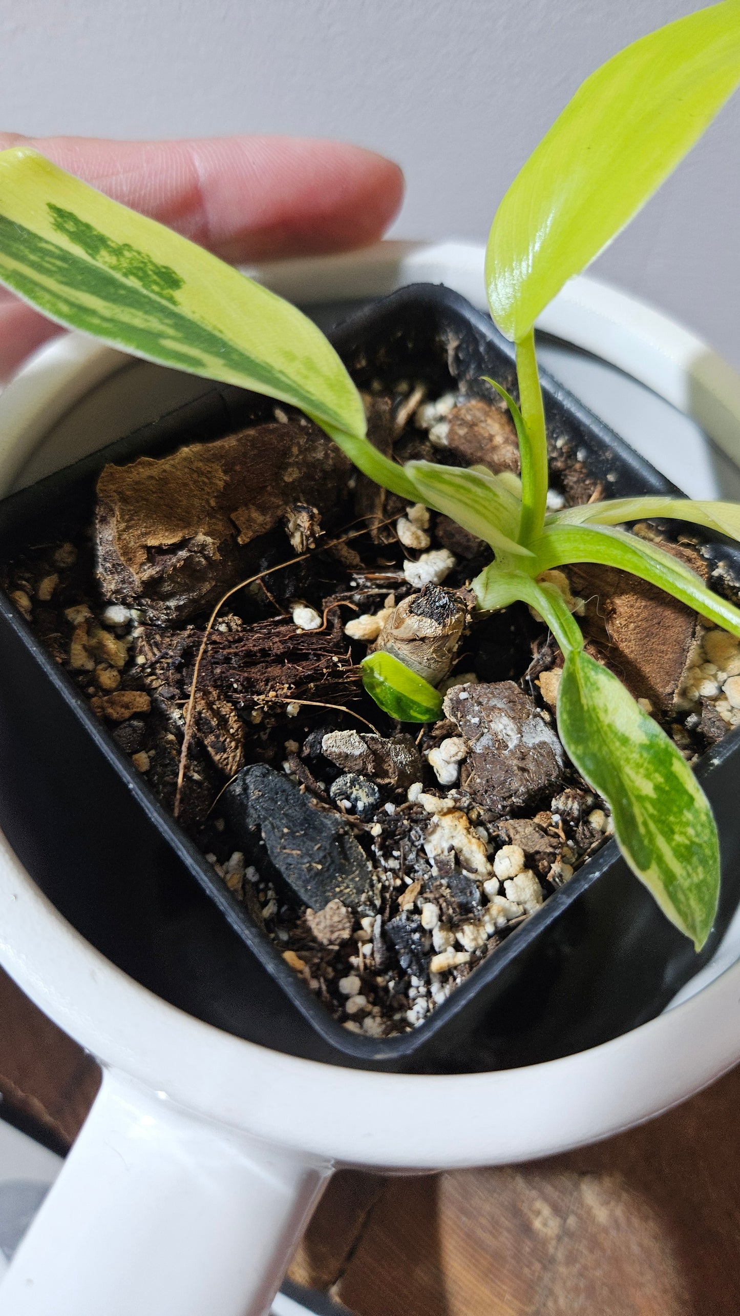 Philodendron Domesticum Variegata (PHI-912)