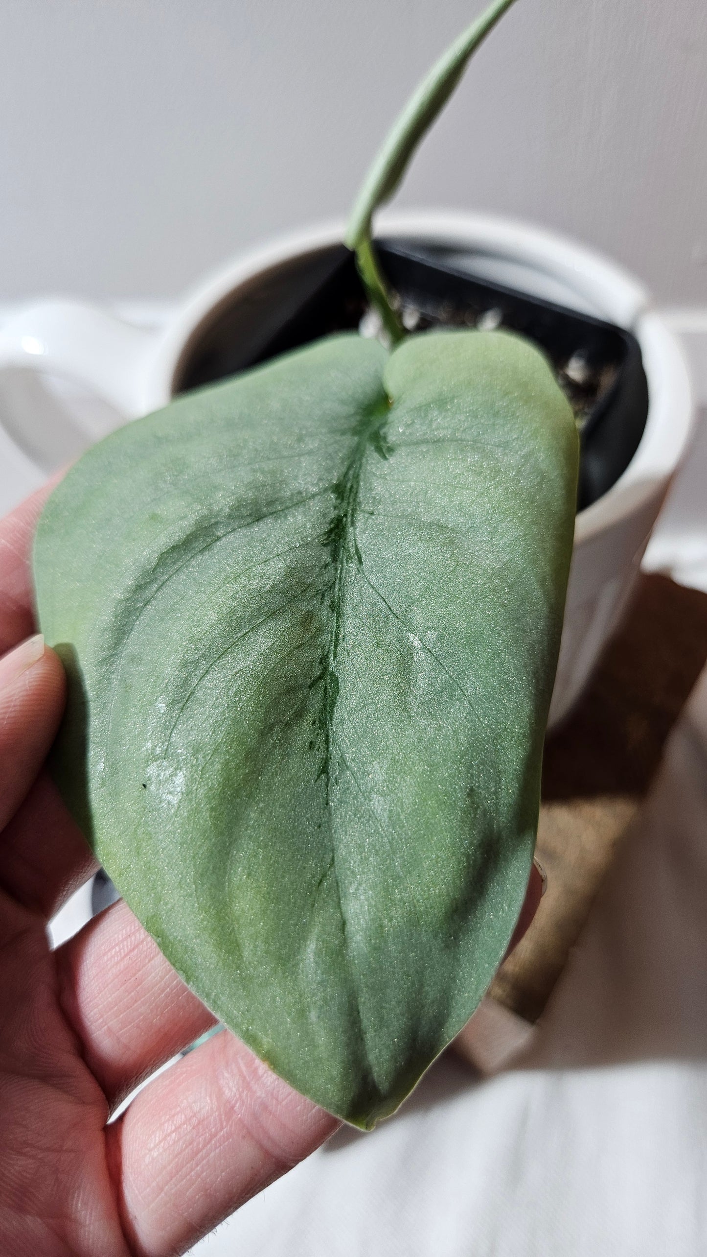 Scindapsus Platinum (SCI-1144)