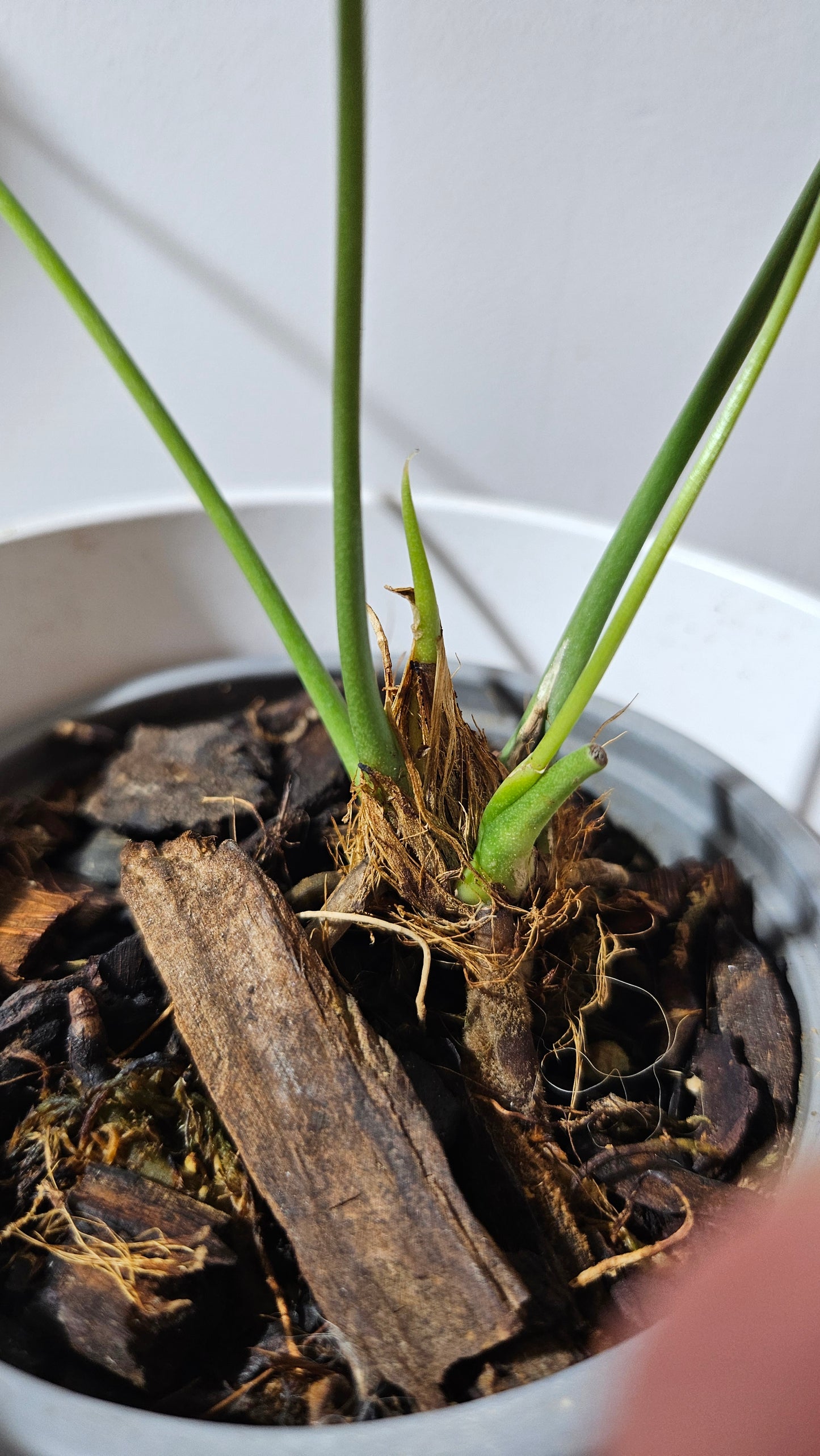 Anthurium Timplowmanii "format MOYEN" (ANT-482)
