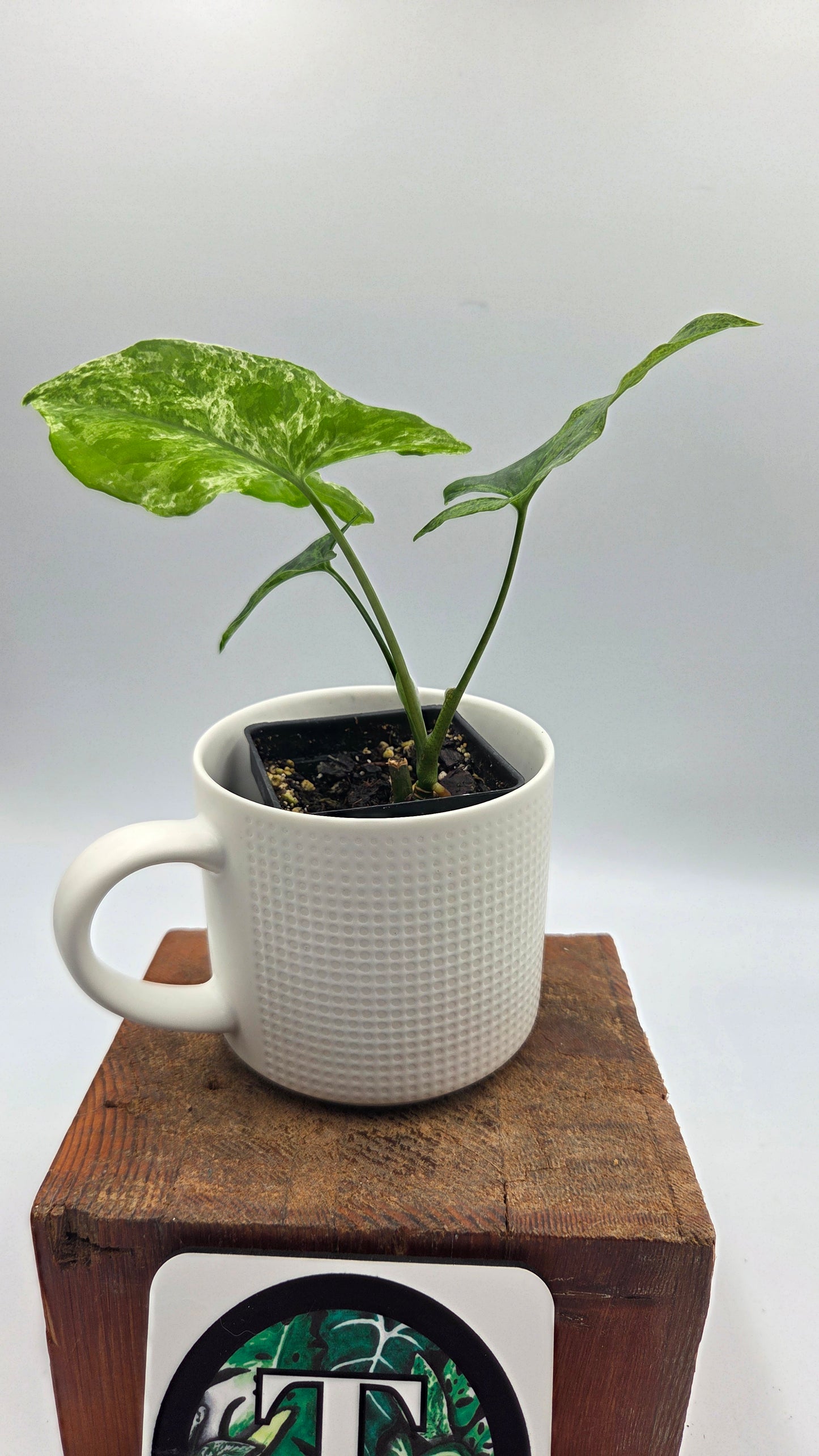 Syngonium Mojito (SYN-516)