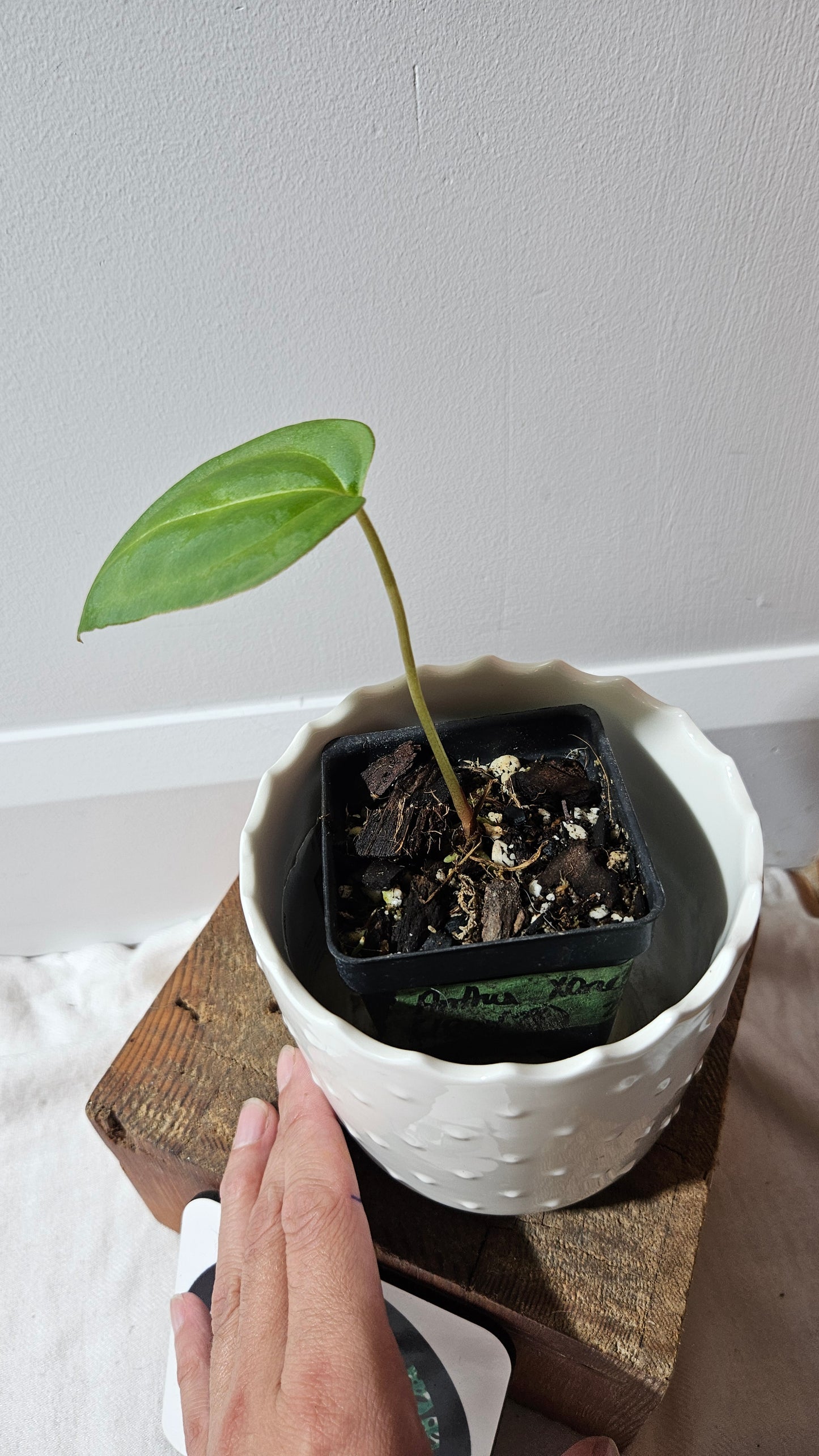 Anthurium Papillilaminum Xone Hybrid "format PETIT" (ANT-520)