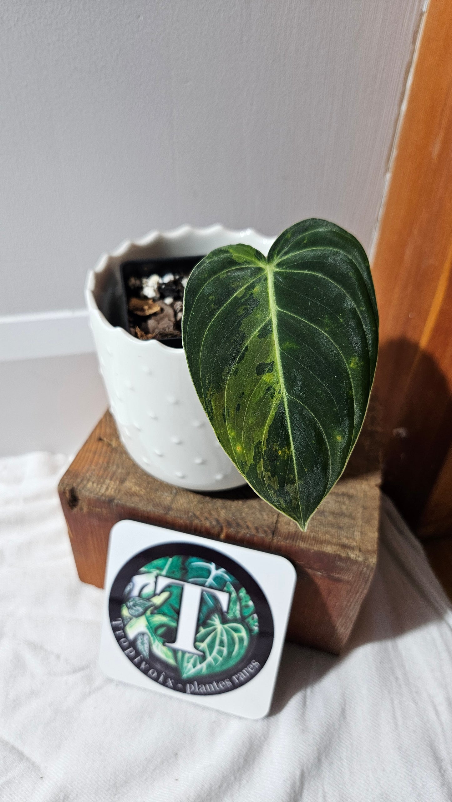 Philodendron Melanochrysum Variegata (PHI-866)