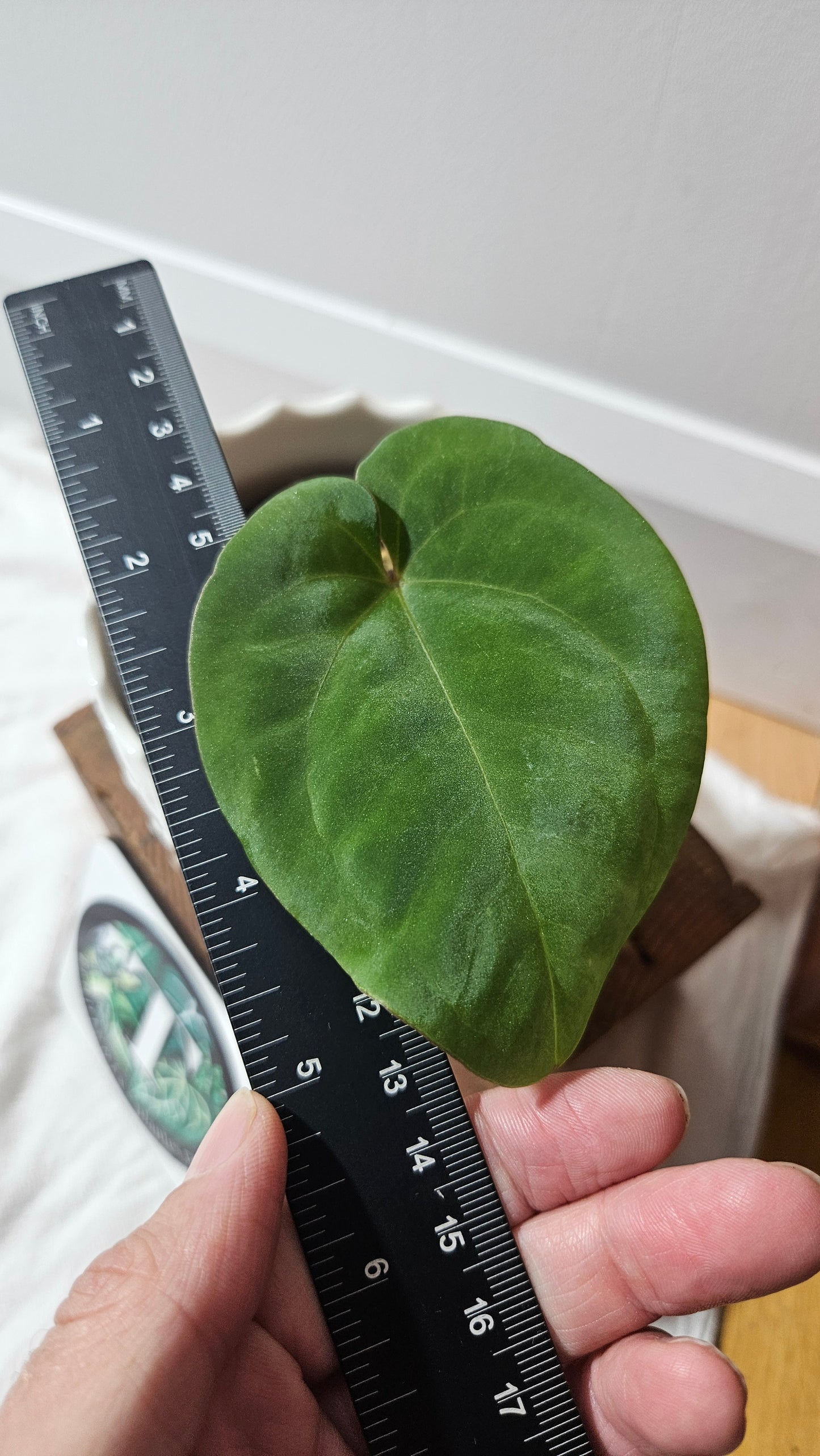 Anthurium Black Velvet Panama"format MOYEN" (ANT-619)