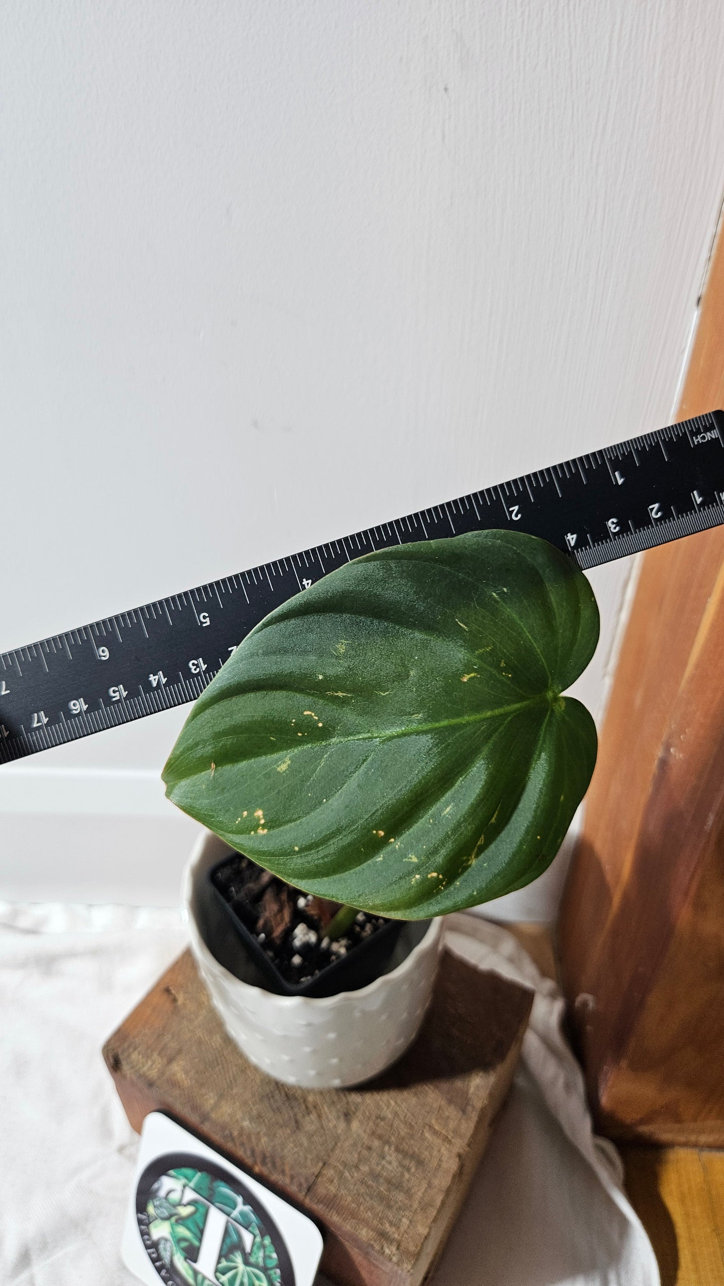 Philodendron Célébration/(Rubrijuvenile X Pastazanum) (PHI-930)