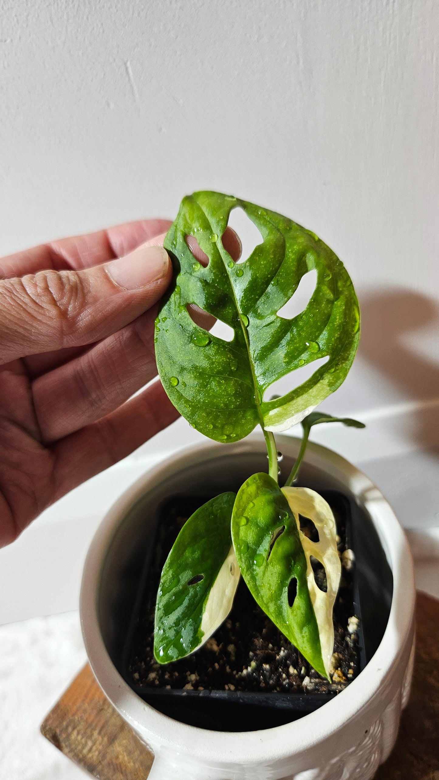 Monstera Andasonii Albo (MON-472)