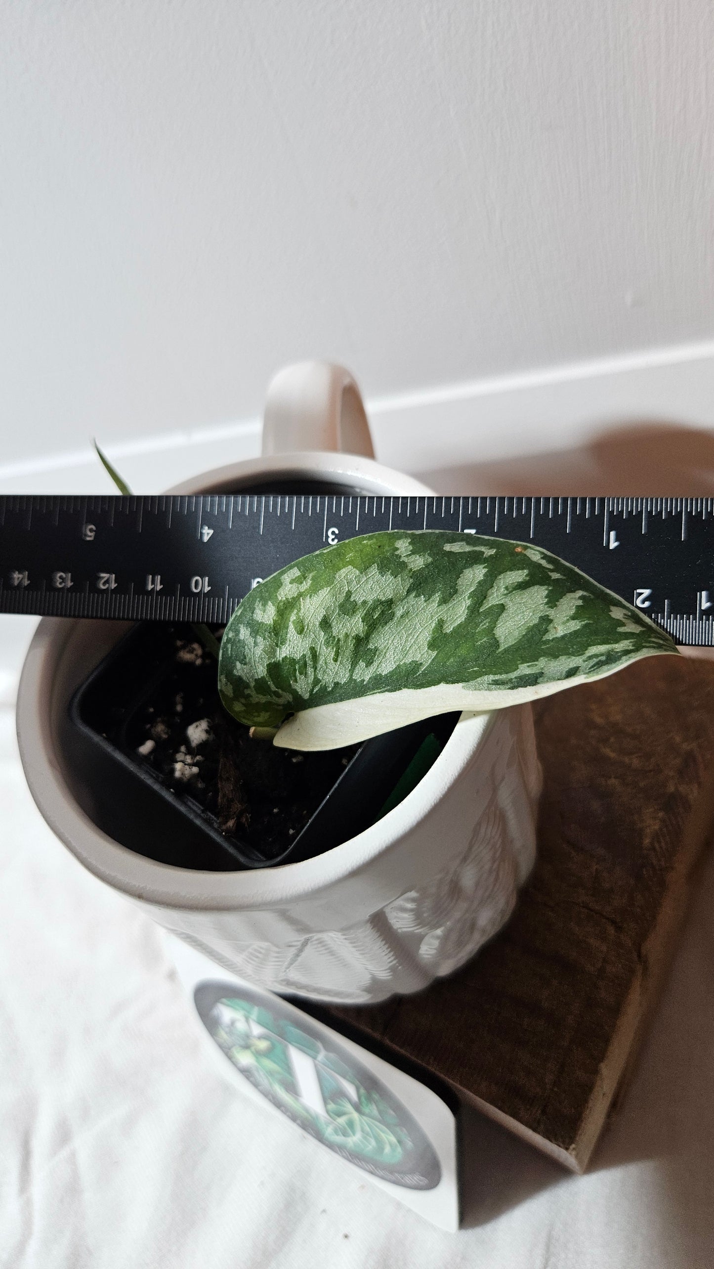 Scindapsus Mayari (SCI-1298)