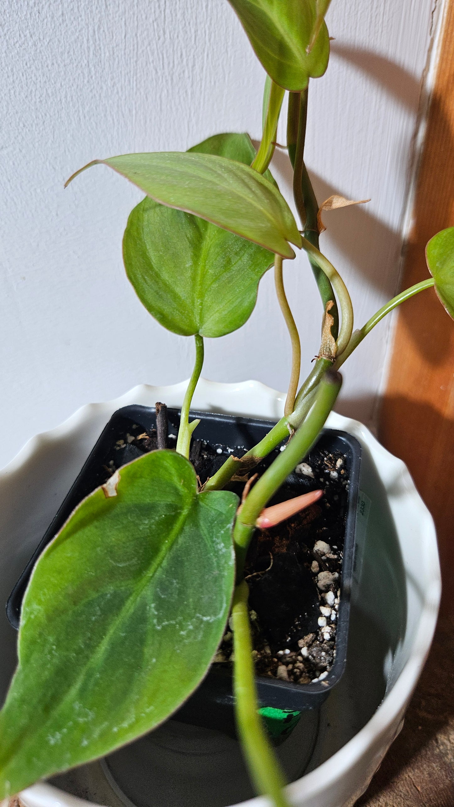Philodendron Camposportoanum (PHI-781)