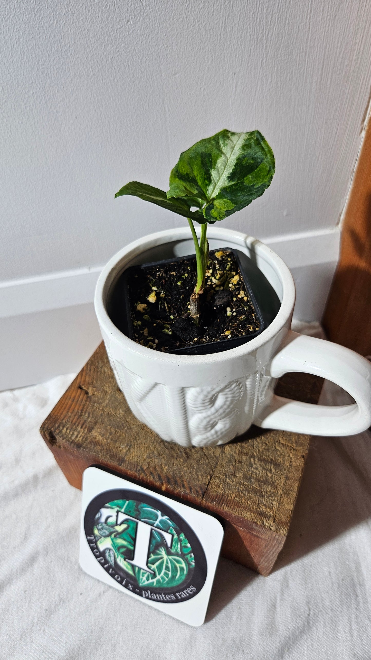 Syngonium Scrambled Eggs (SYN-467)