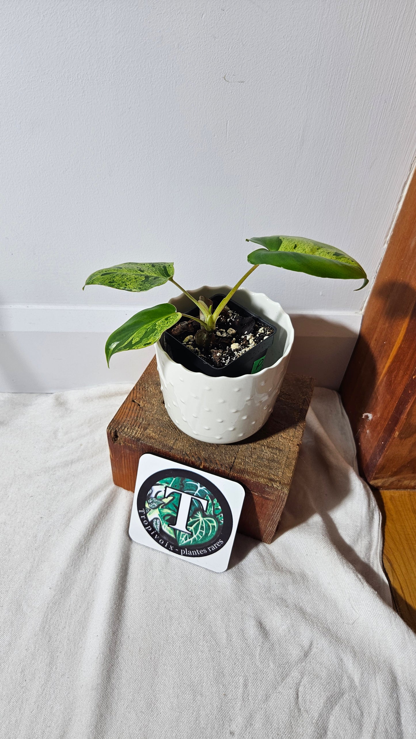 Philodendron BurleMarx Variegata X Paraiso Verde (PHI-740)