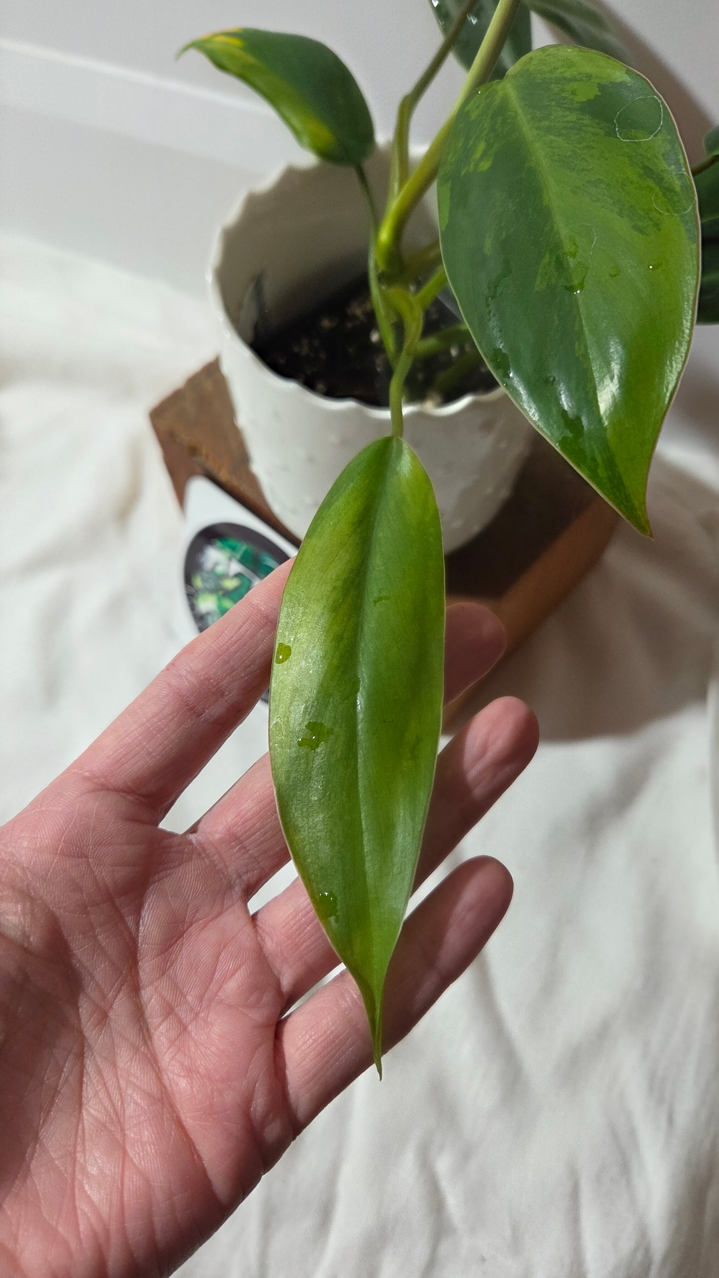 Philodendron Avocado Shake (PHI-1014)