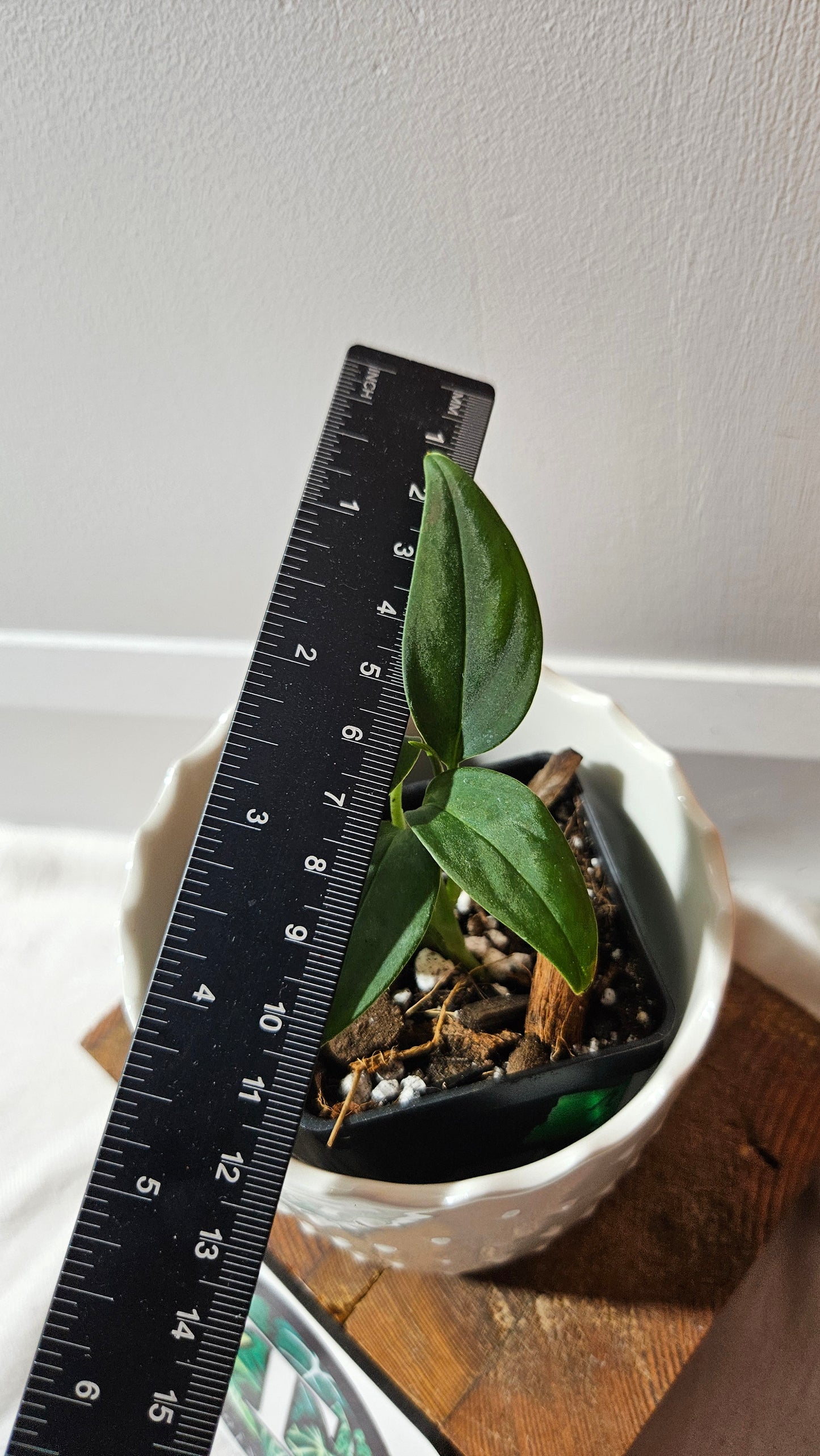 Monstera Obliqua Aff Black (MON-444)