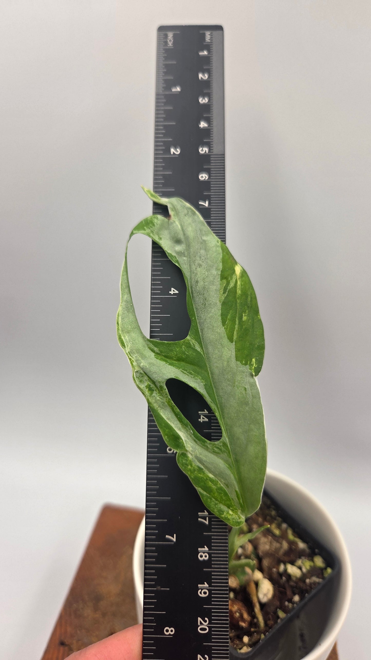 Monstera Andasonii Mint/Indo (MON-570)