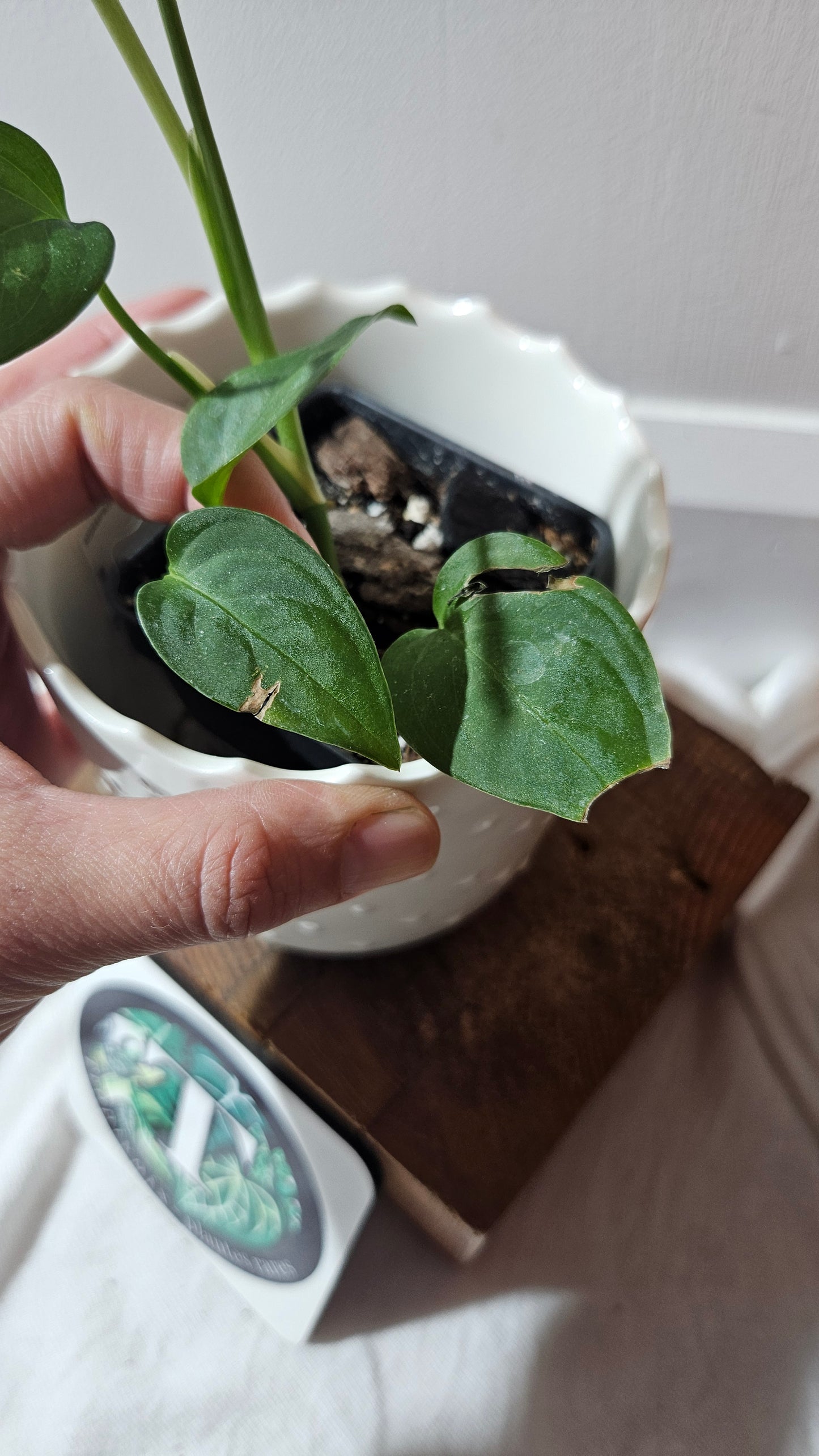 Monstera Obliqua Aff Indanza (MON-436)