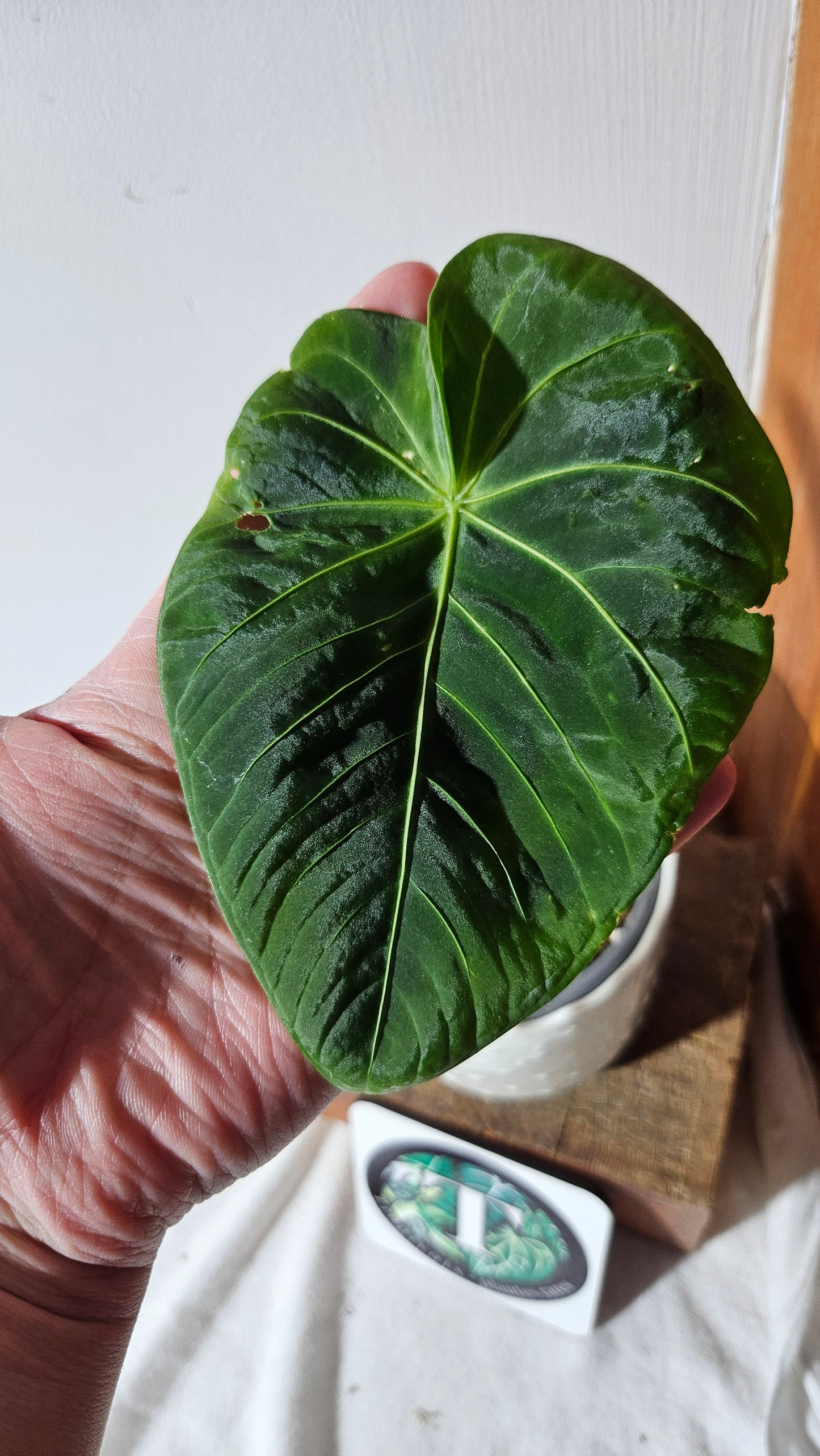 Anthurium Waterburyanum "format MOYEN" (ANT-391)