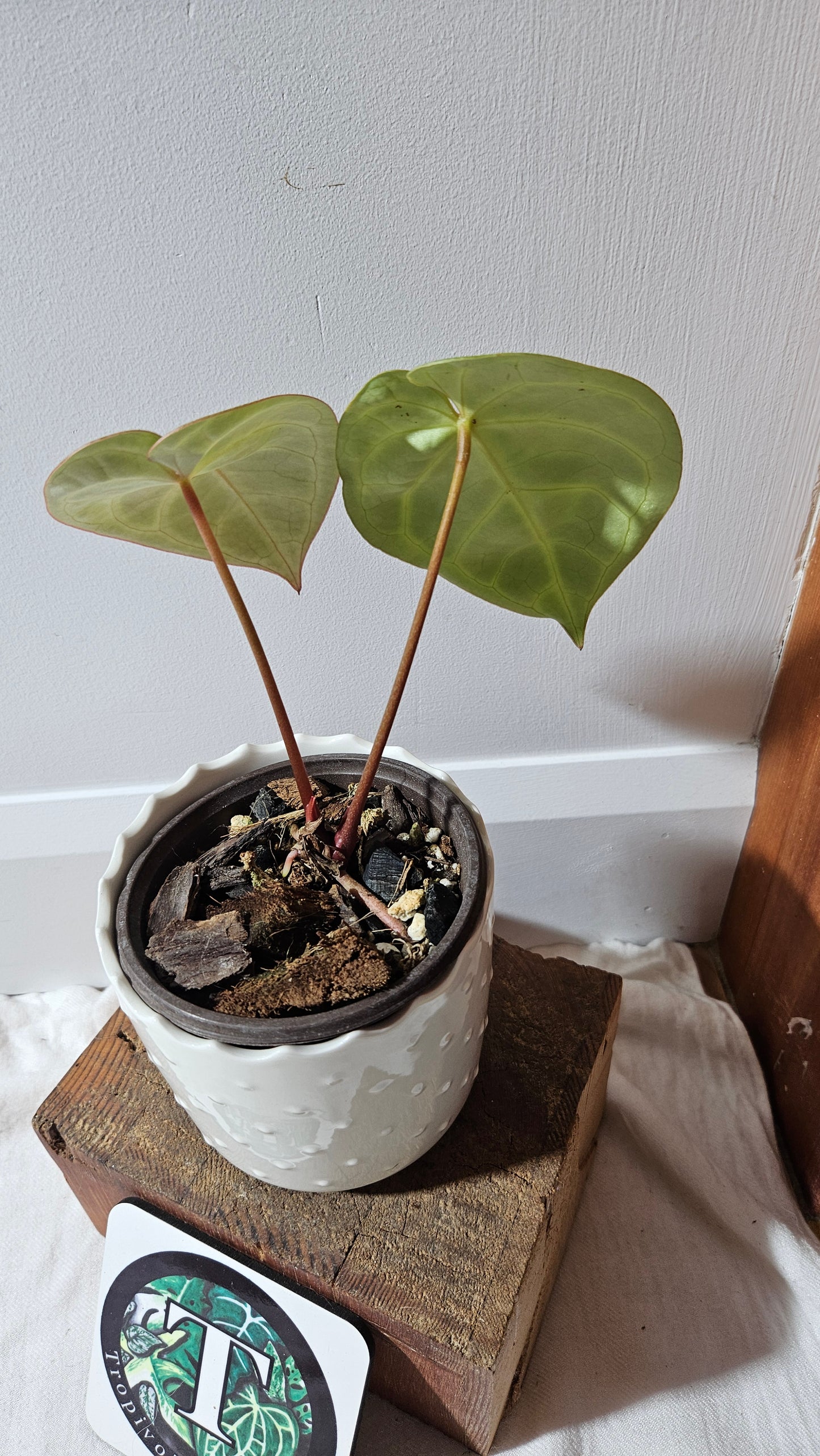 Anthurium Domino Hybrid "format PETIT" (ANT-522)