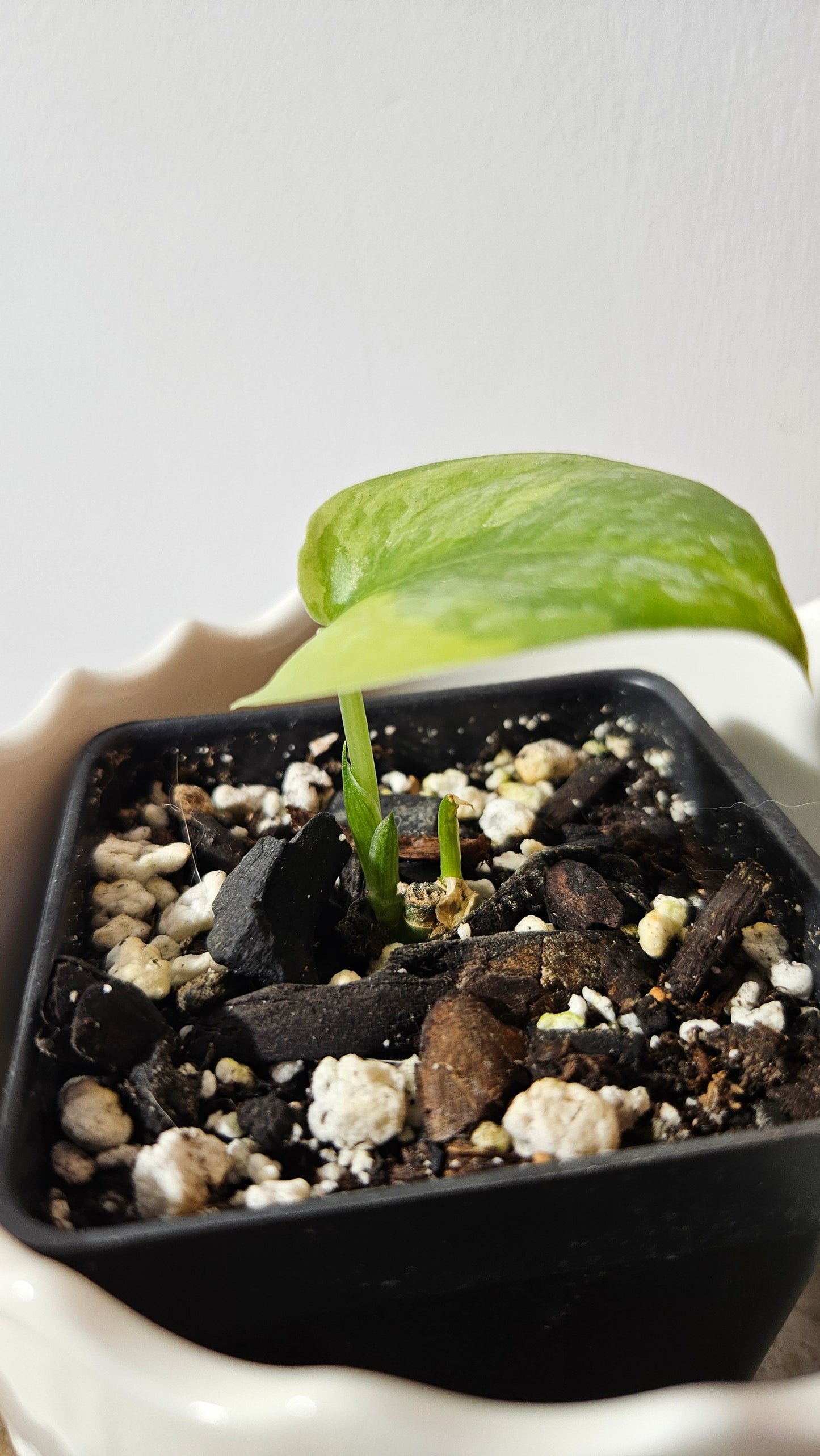 Scindapsus Geulis "aurea" (SCI-634)